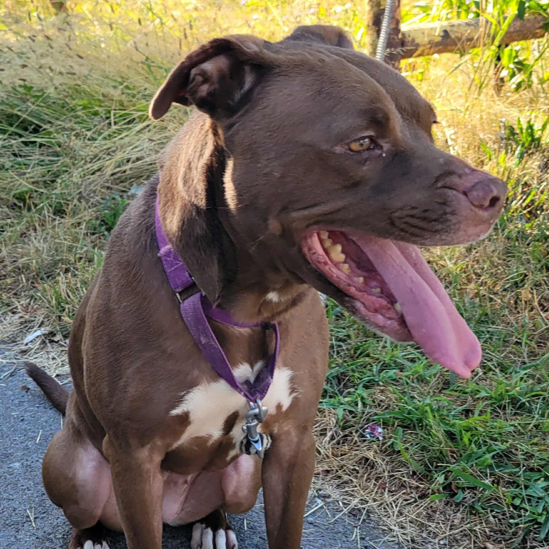 Enlarge Bonnie: Adopt or Forever Foster, a Adoptable mixed breed in Rochester, NY image 6/6