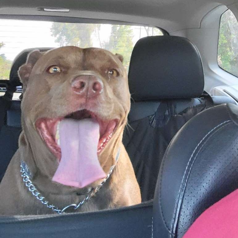 Enlarge Bonnie: Adopt or Forever Foster, a Adoptable mixed breed in Rochester, NY image 2/6
