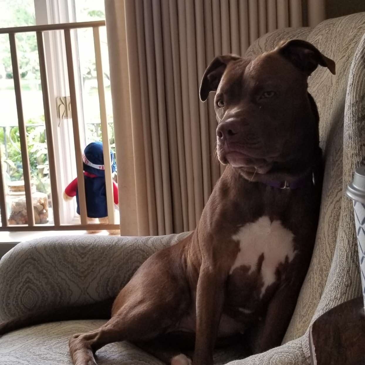 Bonnie: Adopt or Forever Foster, Adoptable, Adult Female Pit Bull Terrier & Boxer.