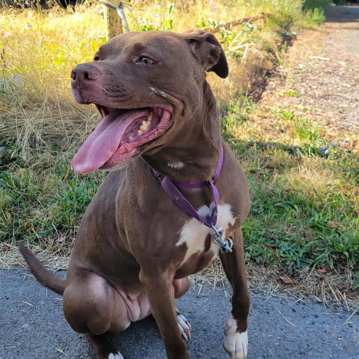 Enlarge Bonnie: Adopt or Forever Foster, a Adoptable mixed breed in Rochester, NY image 5/6