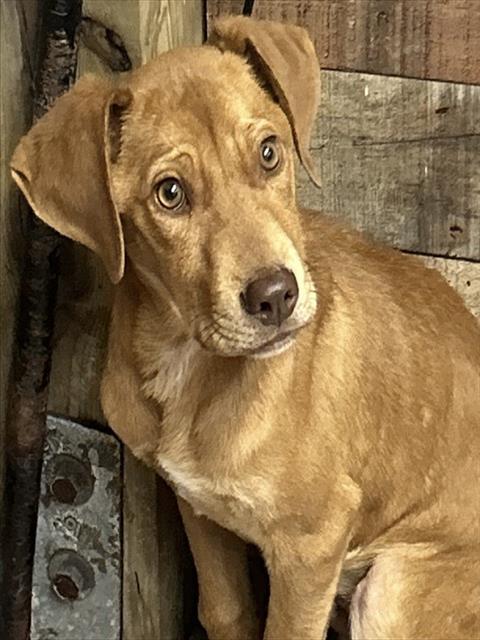 MOZART, Adoptable, Puppy Male Boxer & American Staffordshire Terrier.