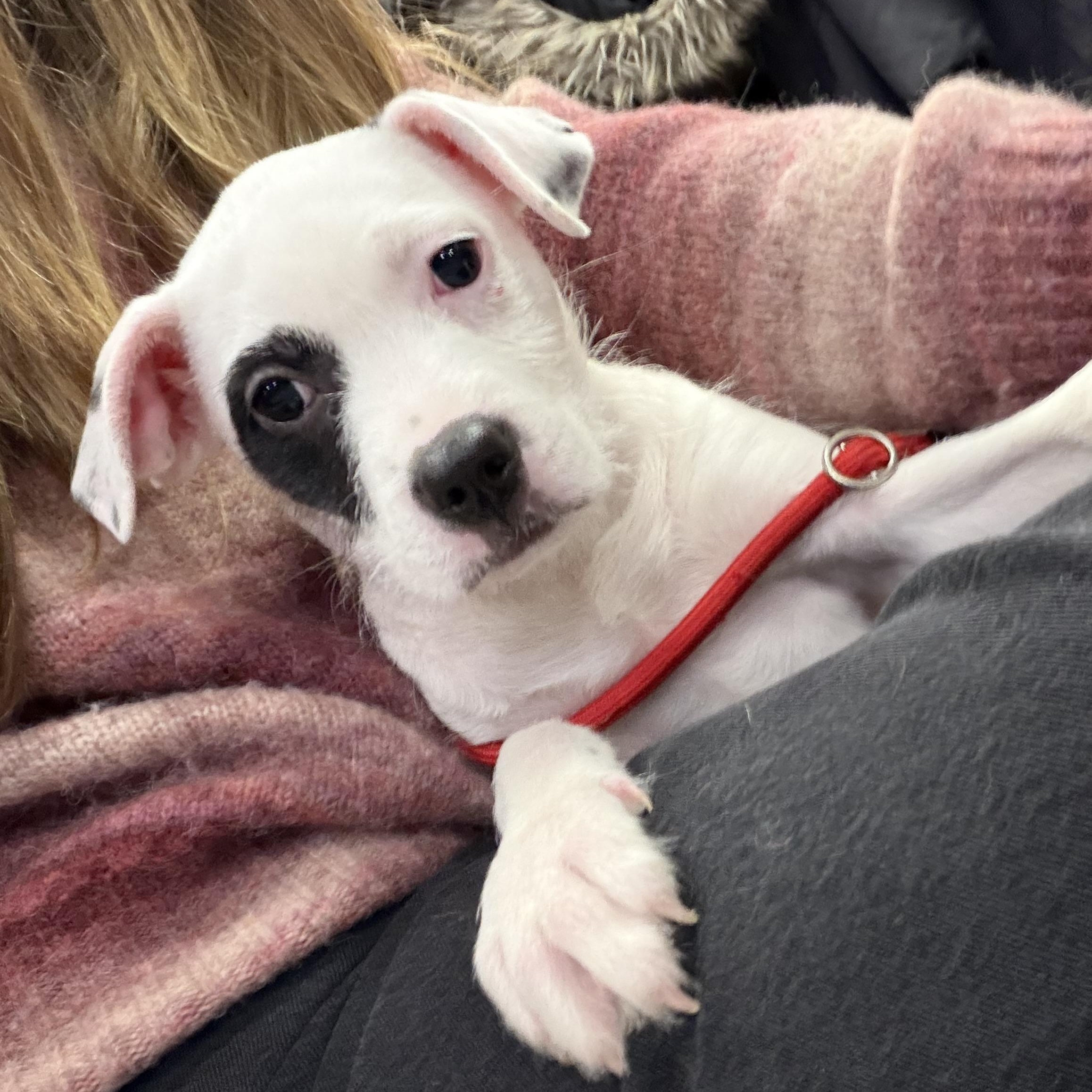 Enlarge LYDIA, a Adoptable mixed breed in Cranston, RI image 3/5