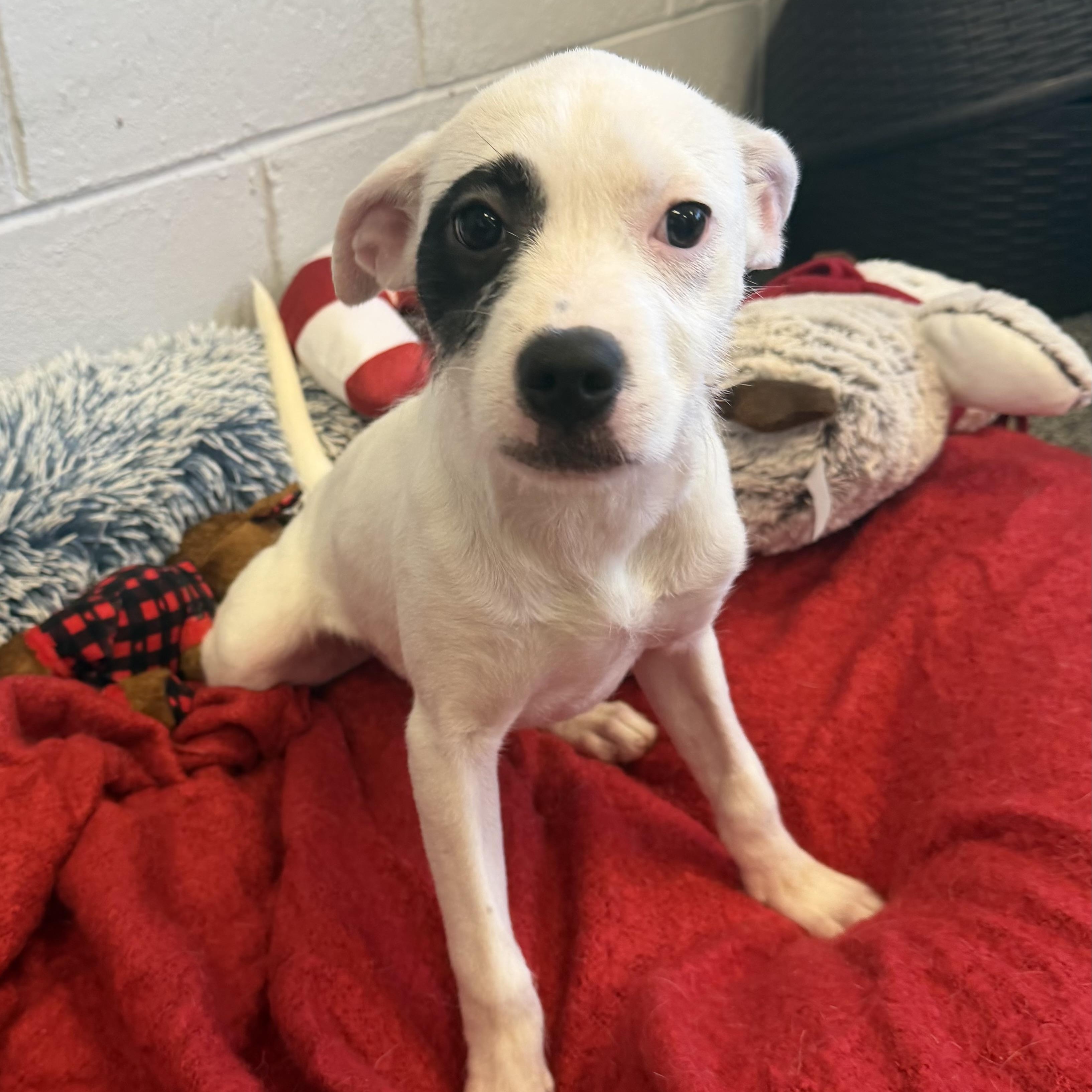 Enlarge LYDIA, a Adoptable mixed breed in Cranston, RI image 2/5