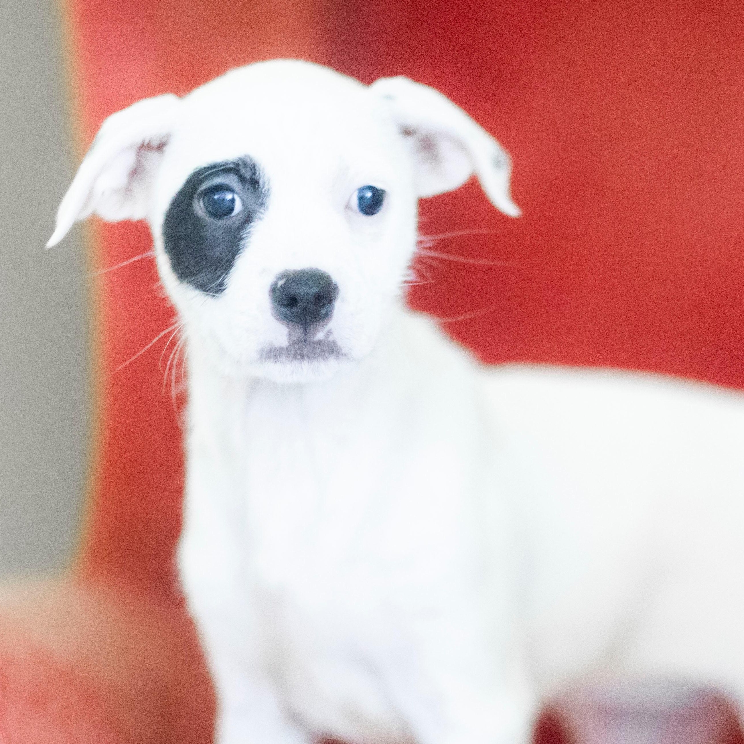 Enlarge LYDIA, a Adoptable mixed breed in Cranston, RI image 1/2