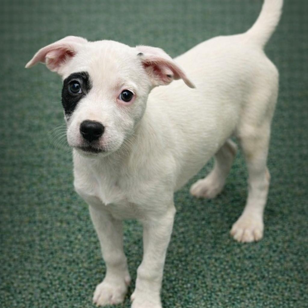 Enlarge LYDIA, a Adoptable mixed breed in Cranston, RI image 1/5