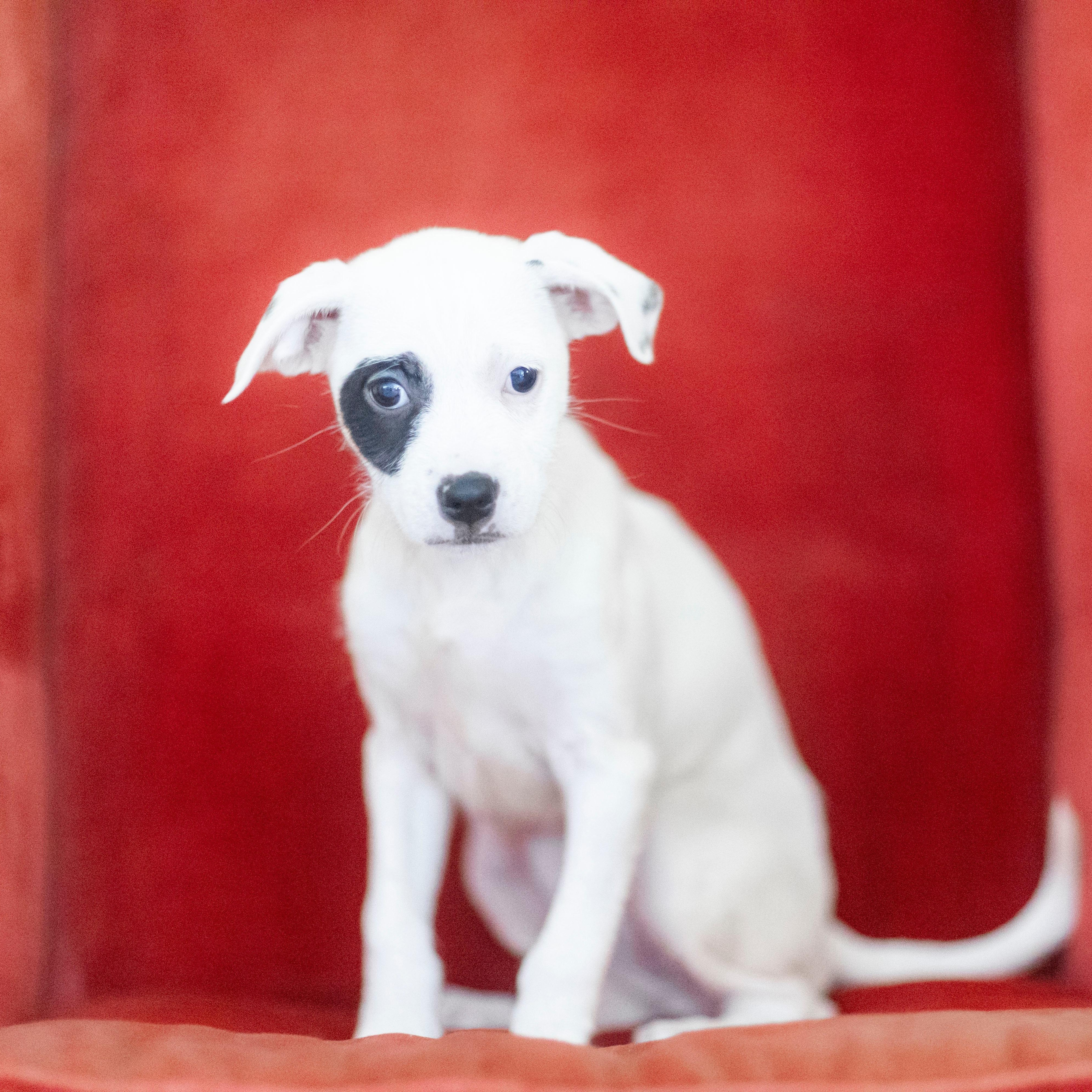 Enlarge LYDIA, a Adoptable mixed breed in Cranston, RI image 2/2