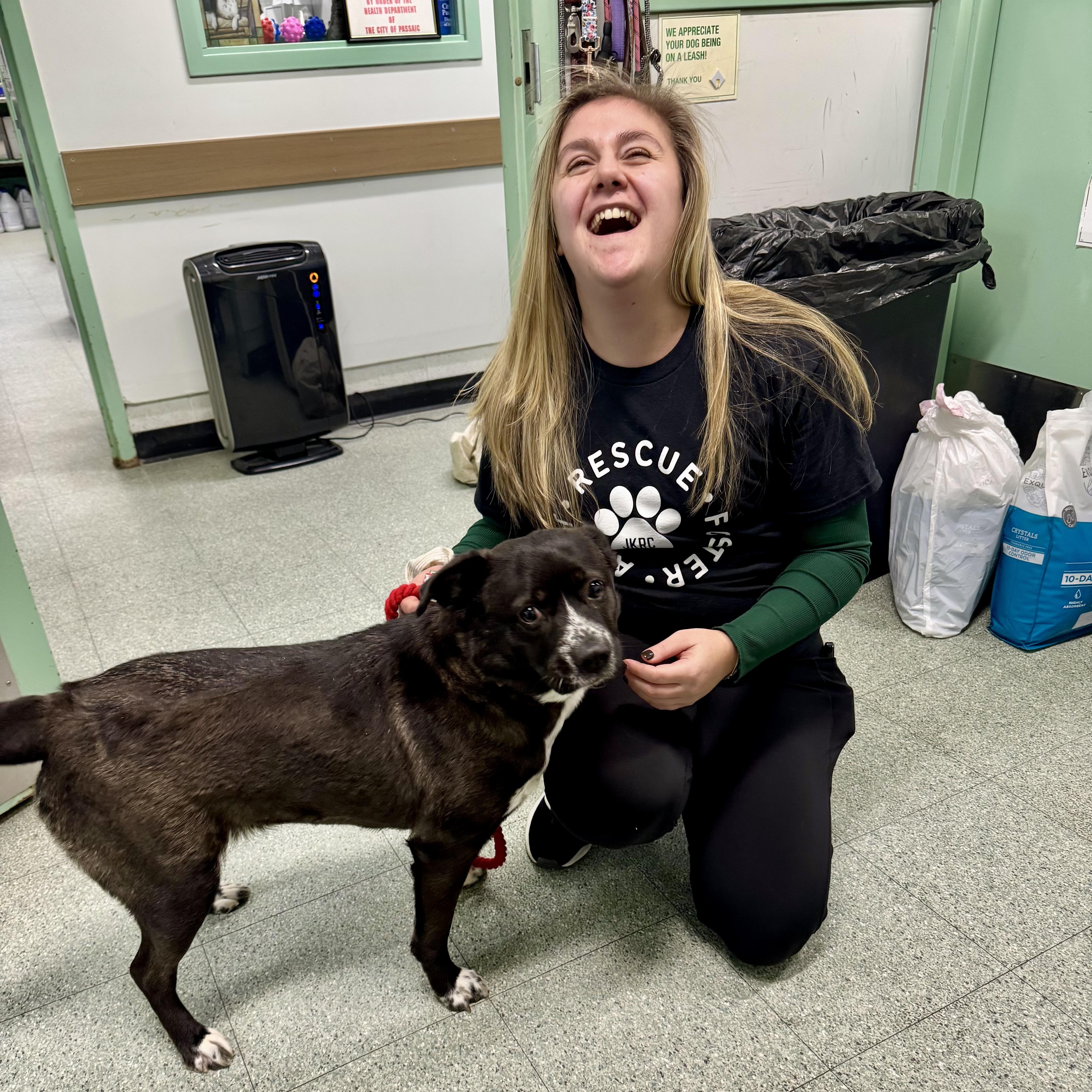 Enlarge Angie, a ADOPTABLE mixed breed in Newfoundland, NJ image 1/4
