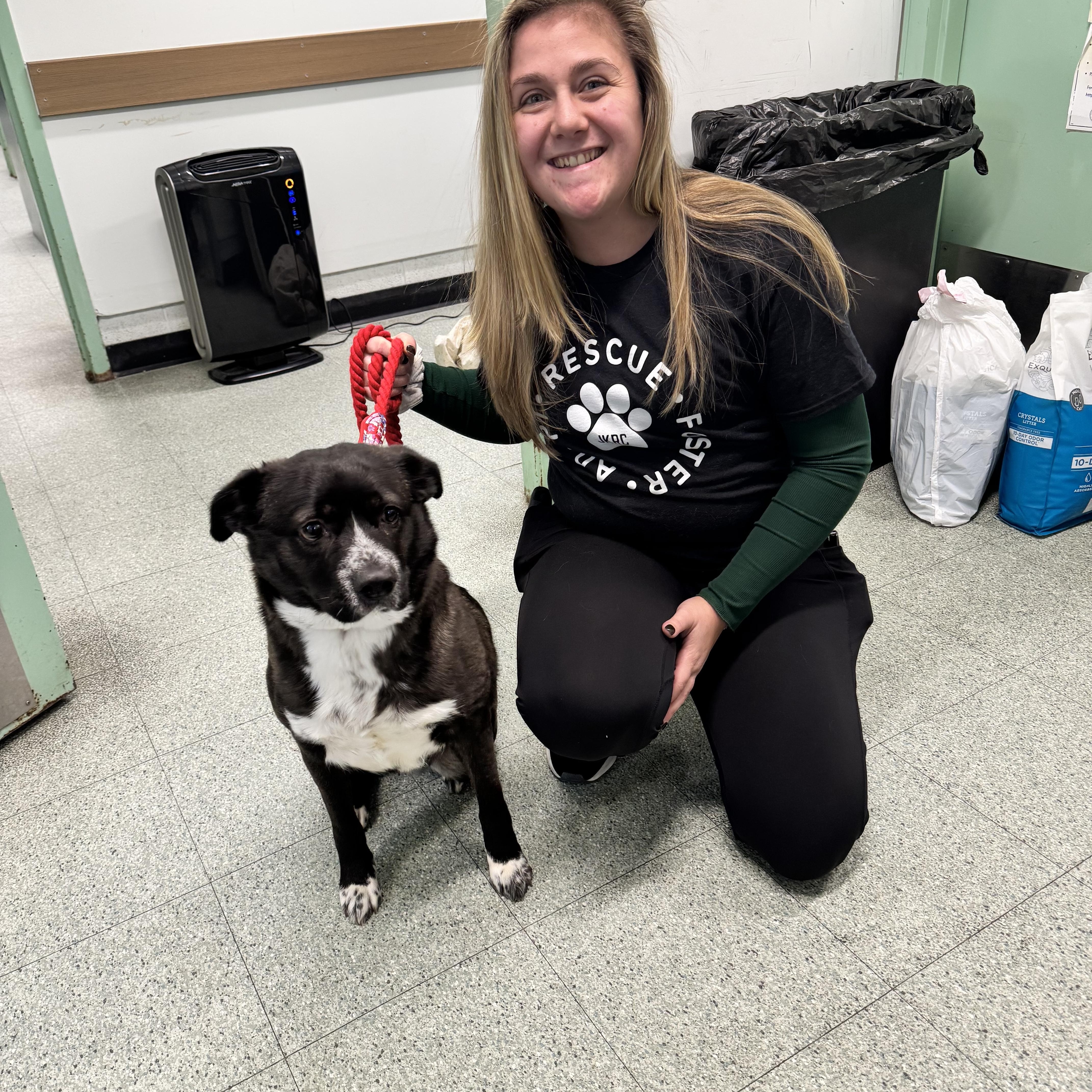 Enlarge Angie, a ADOPTABLE mixed breed in Newfoundland, NJ image 2/4