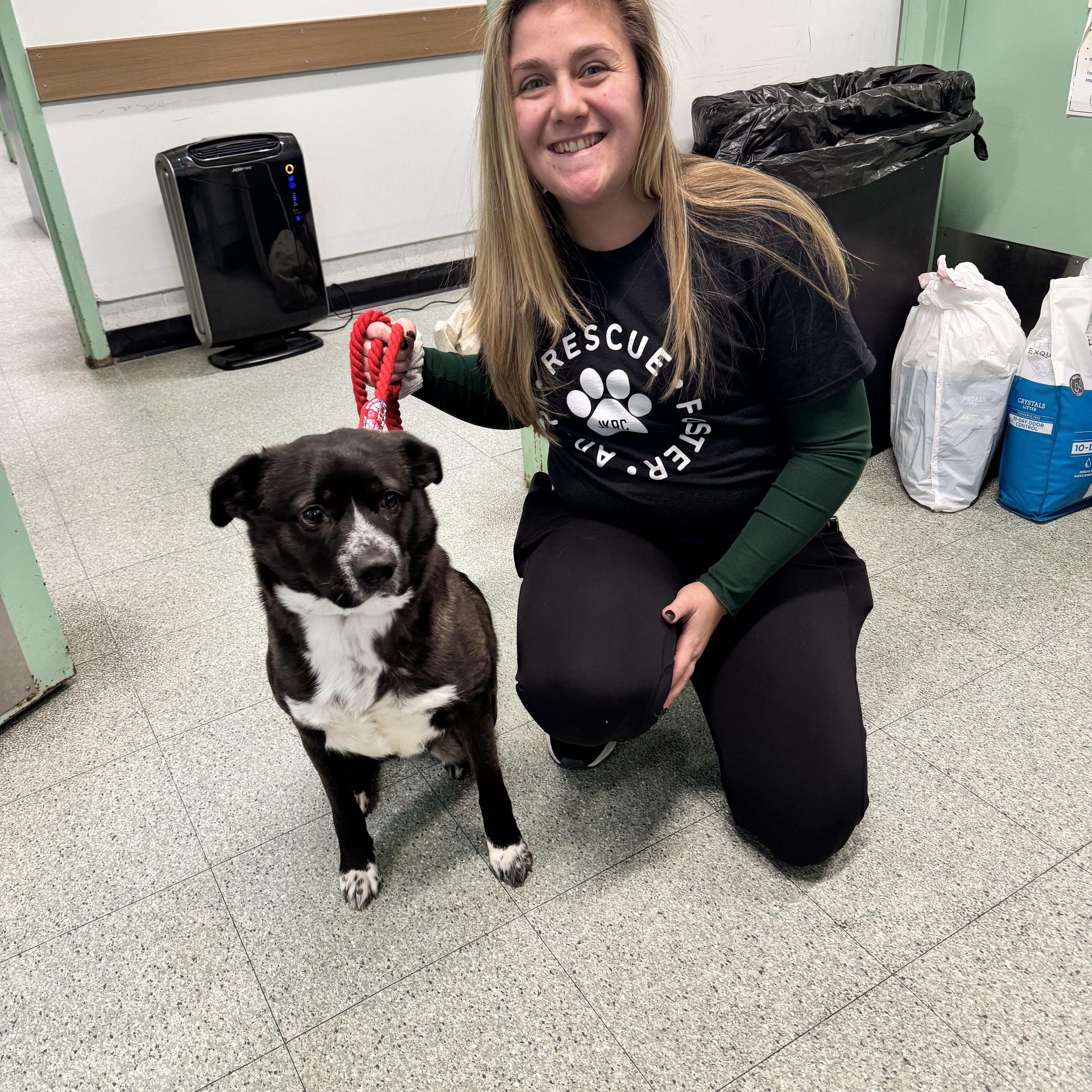 Enlarge Angie, a ADOPTABLE mixed breed in Newfoundland, NJ image 3/4