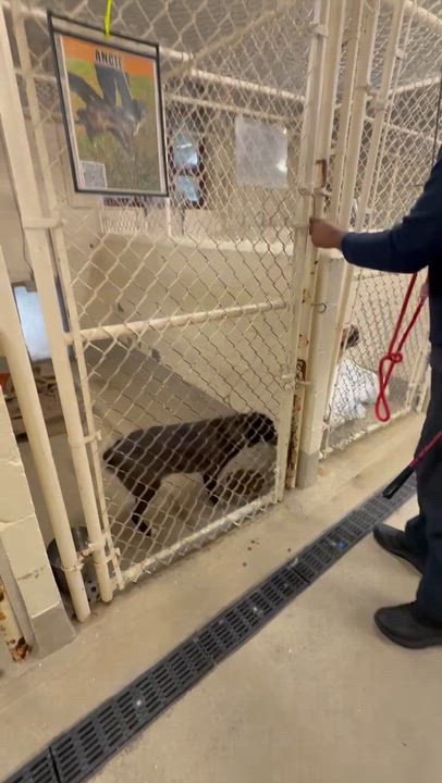 Enlarge Angie, a ADOPTABLE mixed breed in Newfoundland, NJ video 4/4