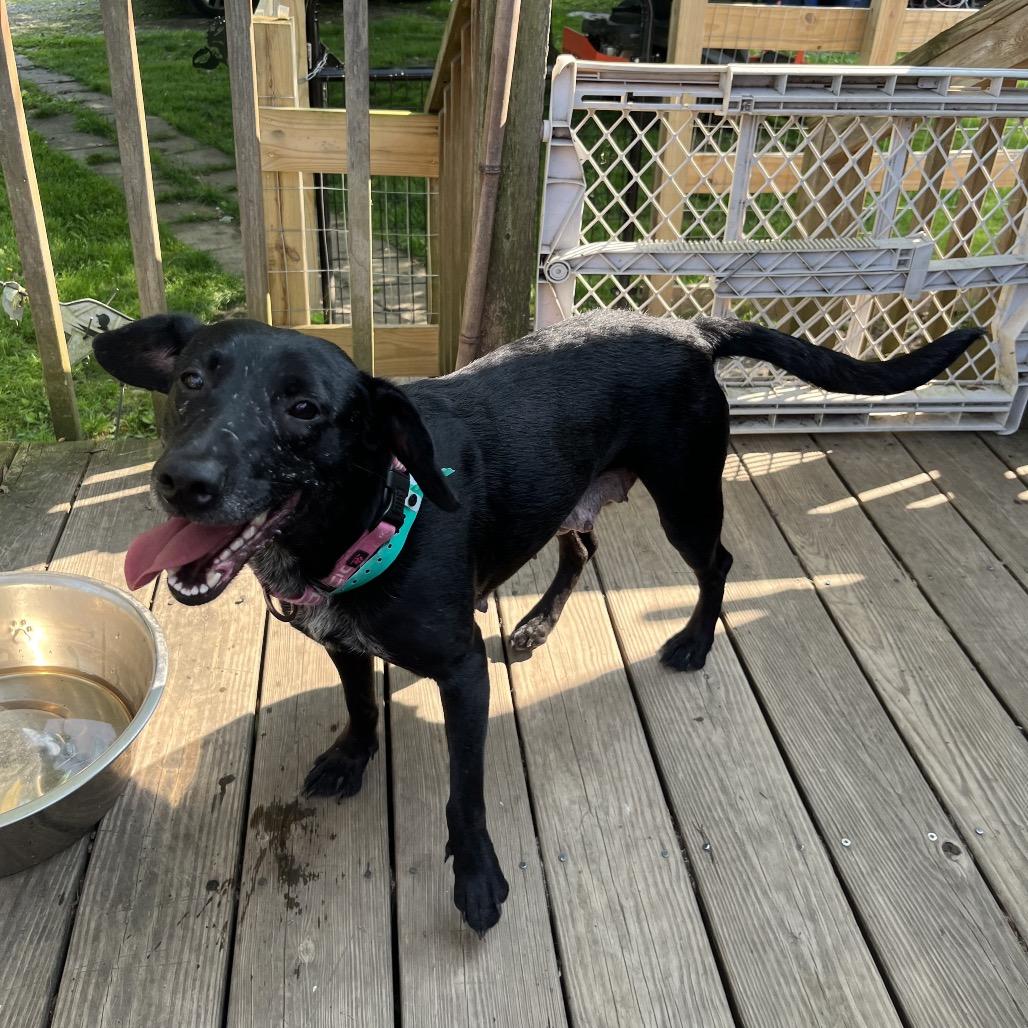 Sophie, Adoptable, Adult Female Black Labrador Retriever.