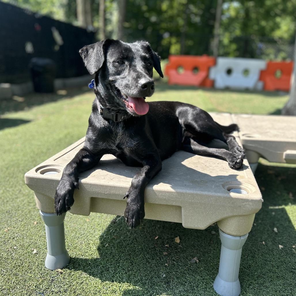 Enlarge Sophie, a Adoptable mixed breed in Pawling, NY image 2/6