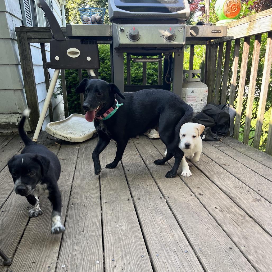 Enlarge Sophie, a Adoptable mixed breed in Pawling, NY image 4/6