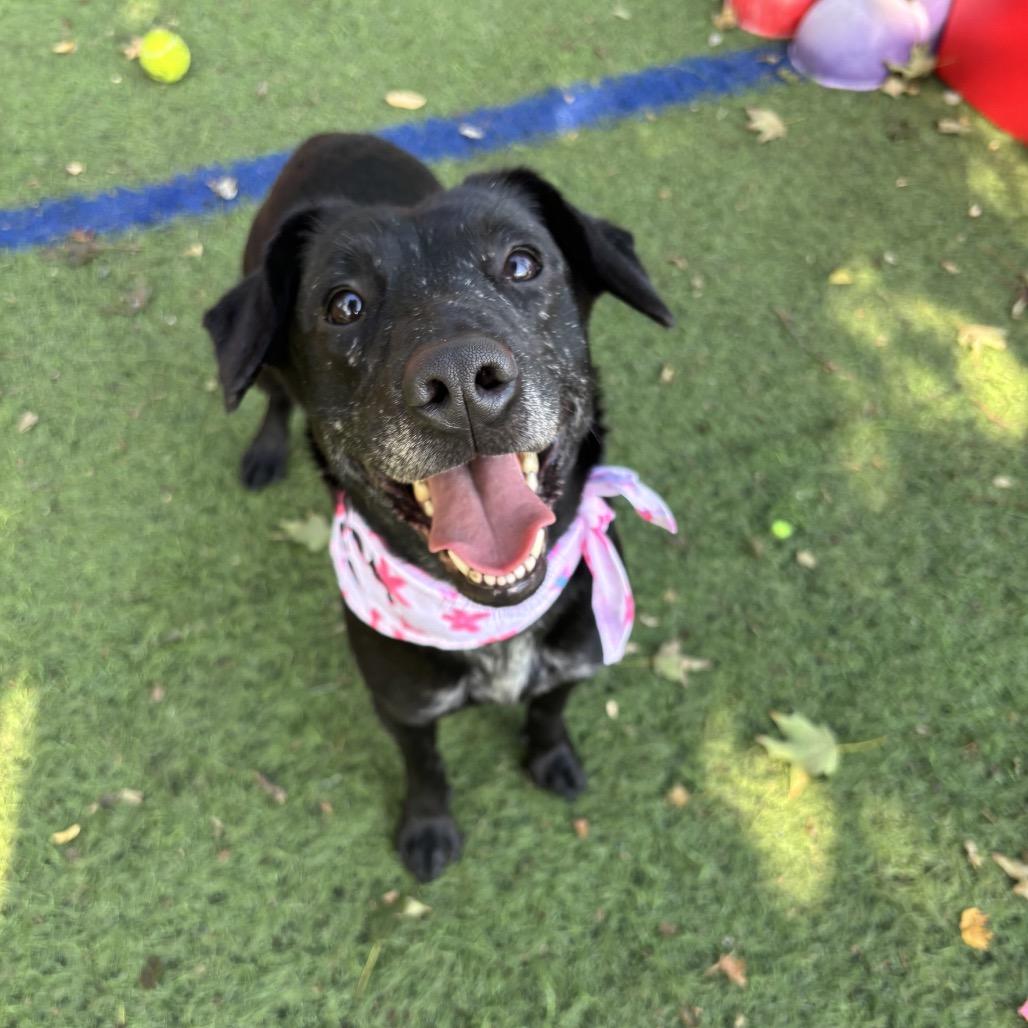 Enlarge Sophie, a Adoptable mixed breed in Pawling, NY image 5/6