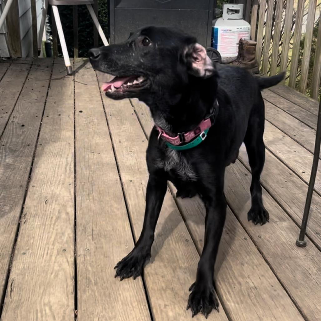 Enlarge Sophie, a Adoptable mixed breed in Pawling, NY image 6/6