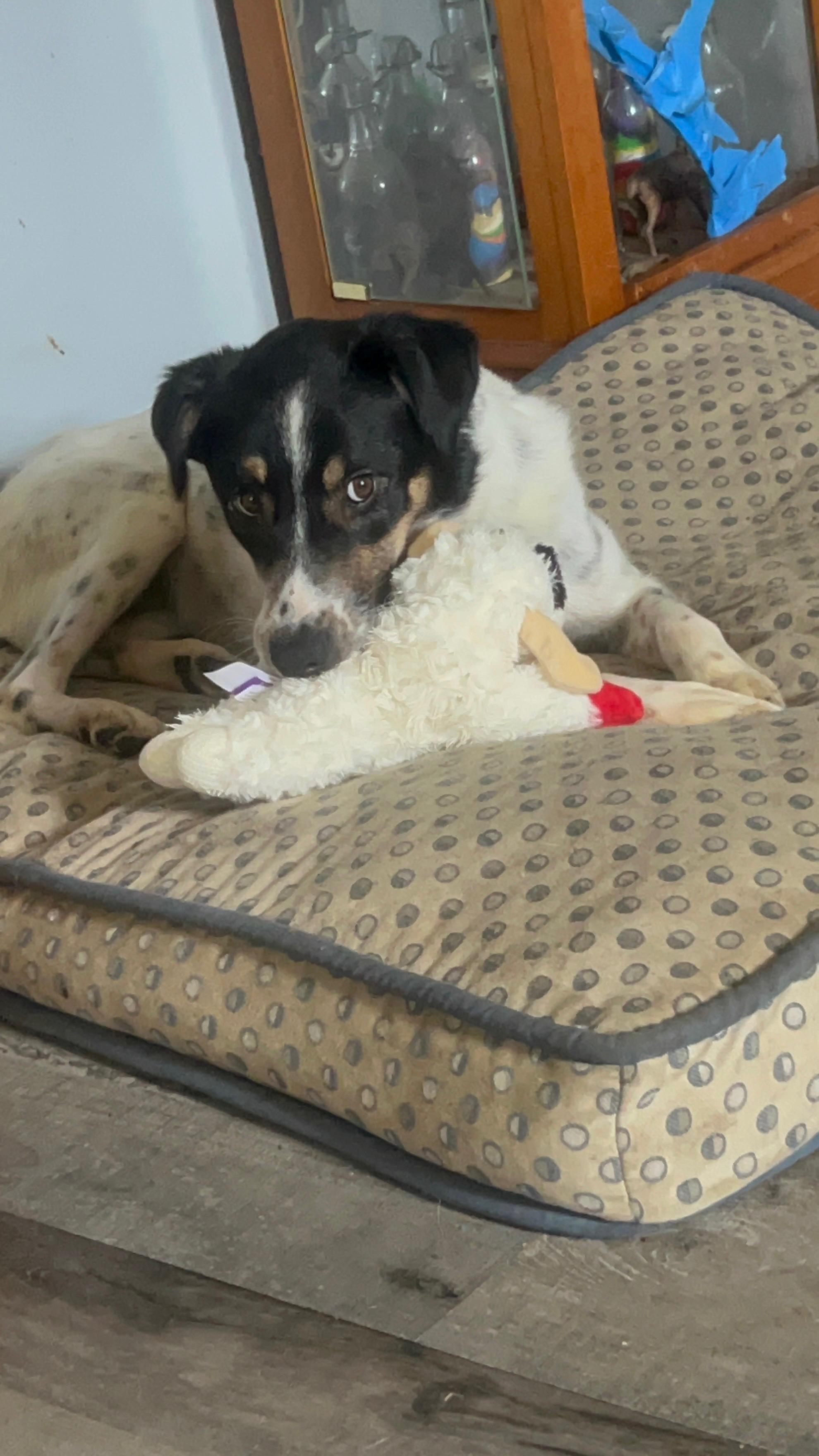 Bailey, adopted, Adult Female Australian Shepherd & Australian Cattle Dog / Blue Heeler.