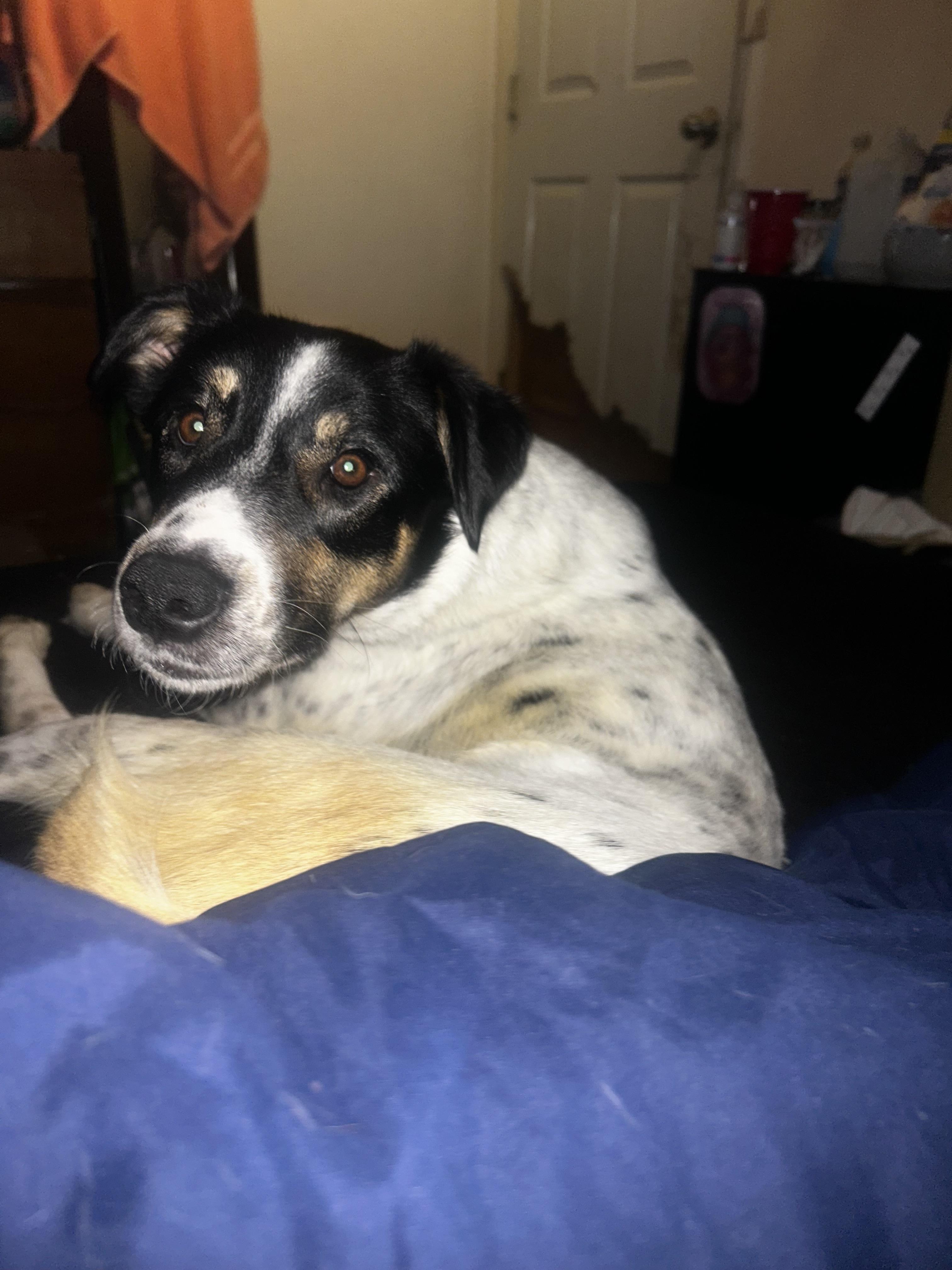 Bailey, an adopted mixed breed in Pittsburgh, PA image 2/3