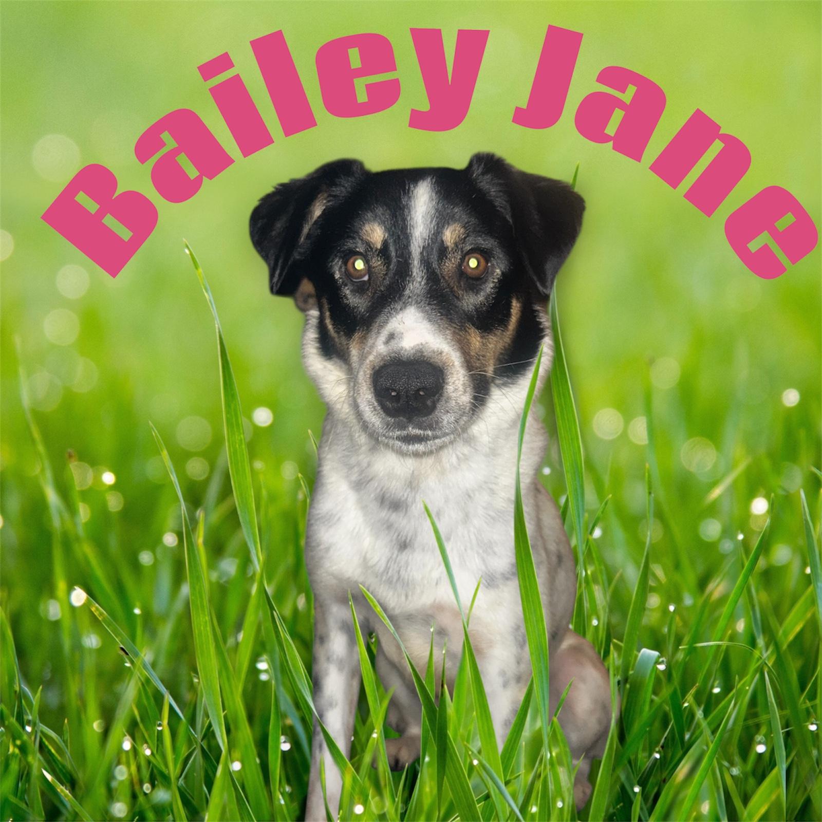 Bailey, an adopted mixed breed in Pittsburgh, PA image 3/3