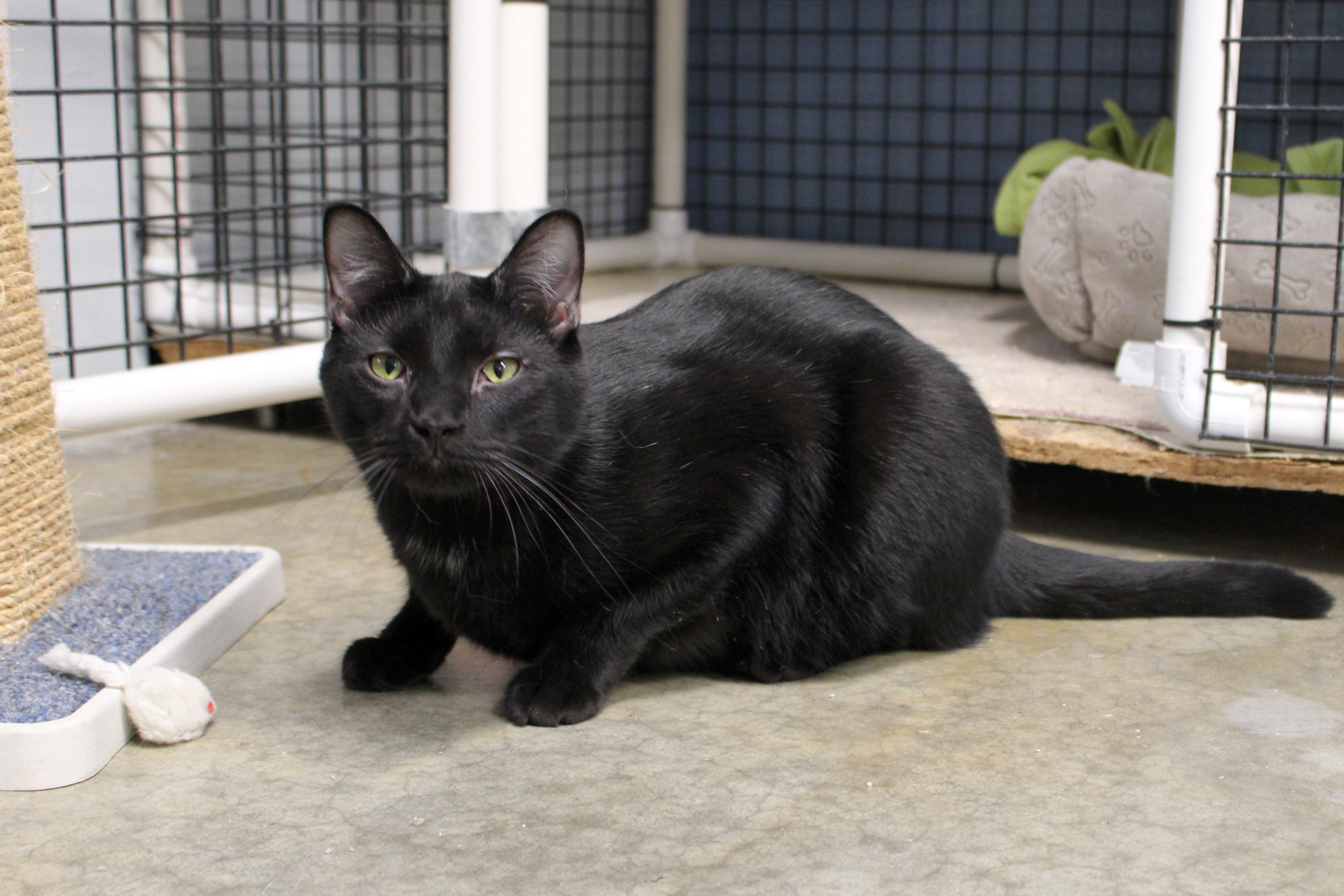 Ozzy, a Adoptable Domestic Short Hair in Urbana, OH image 6/6