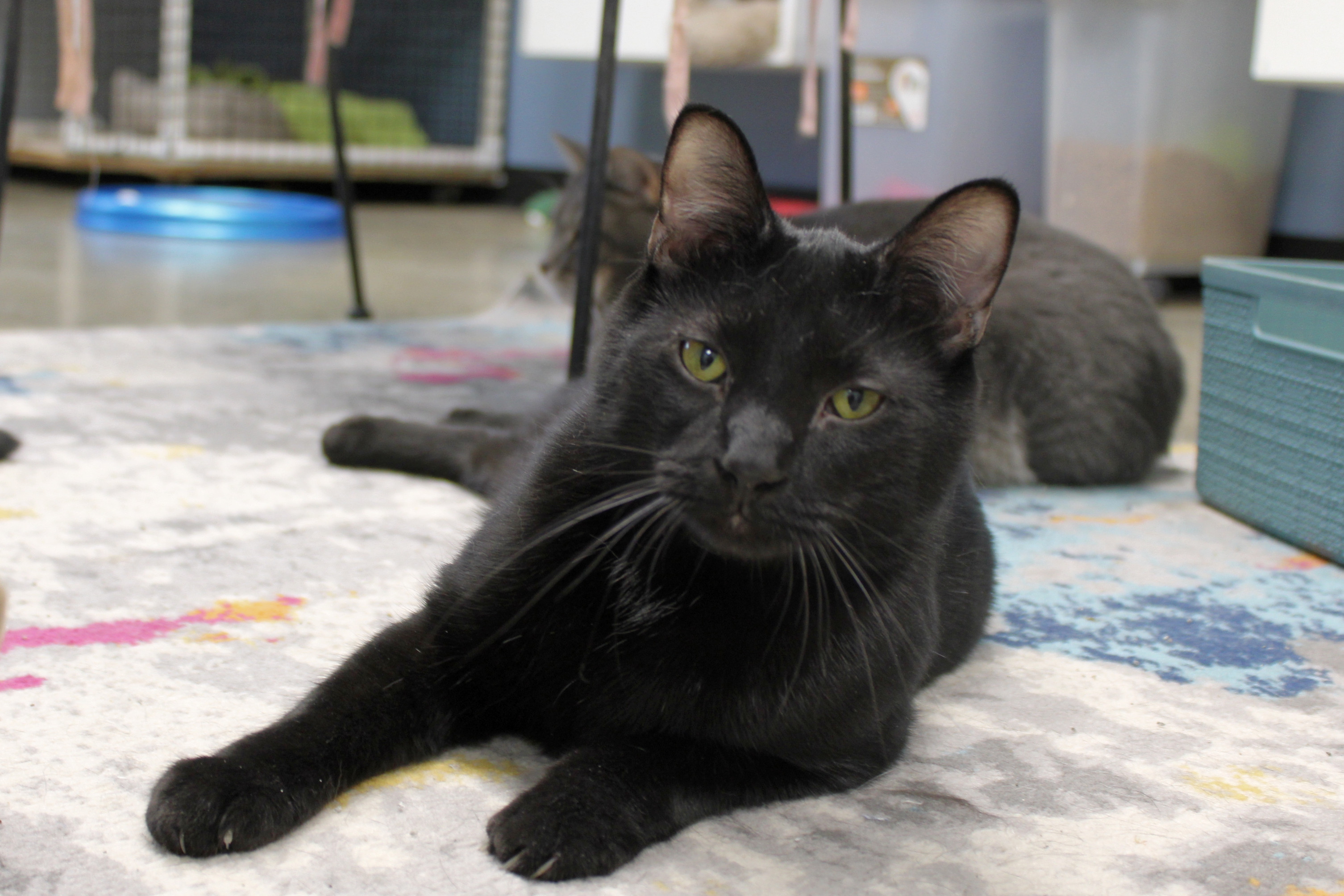 Ozzy, a Adoptable Domestic Short Hair in Urbana, OH image 4/6