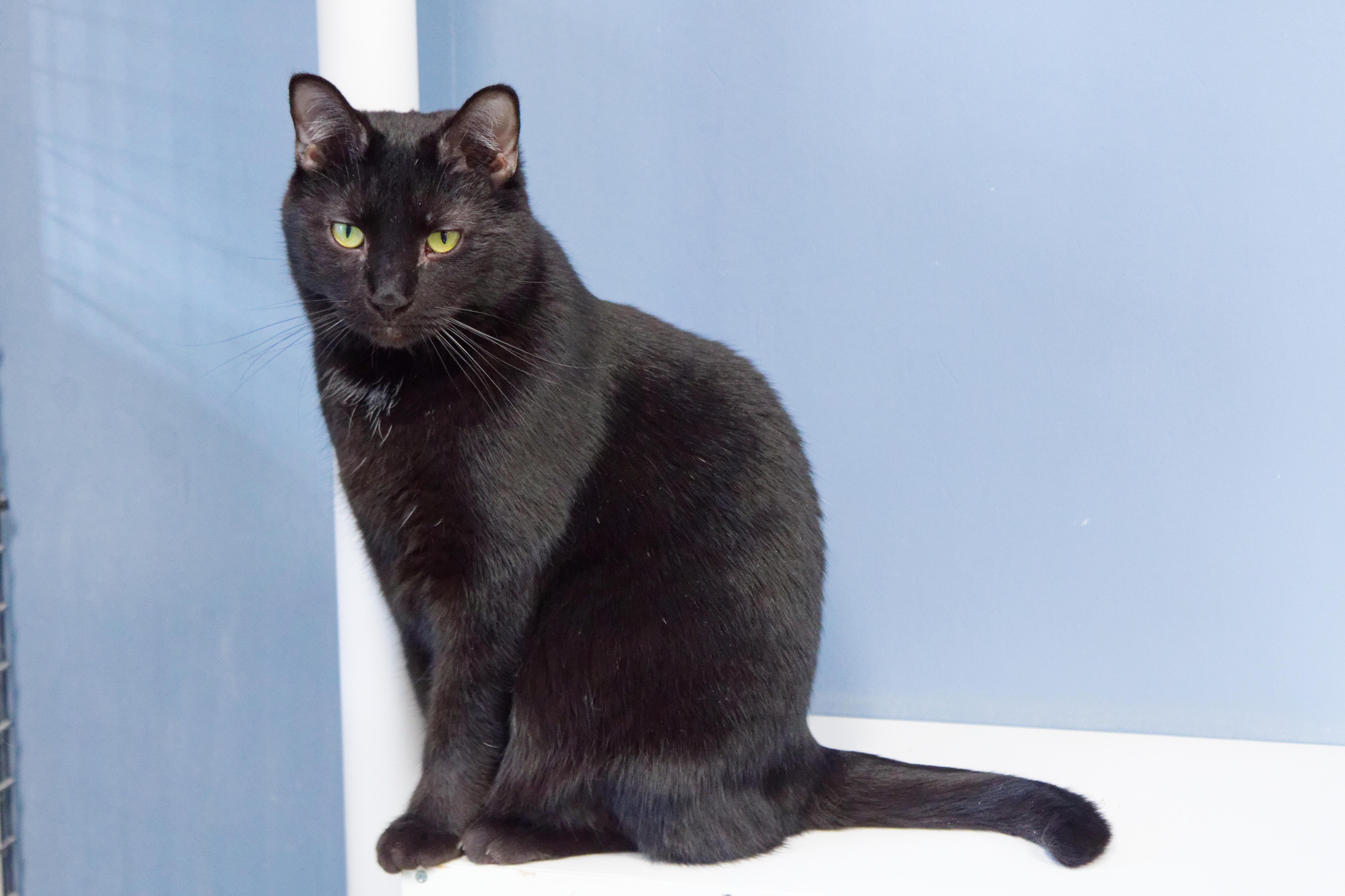 Enlarge Ozzy, an adopted Domestic Short Hair in Urbana, OH image 1/6