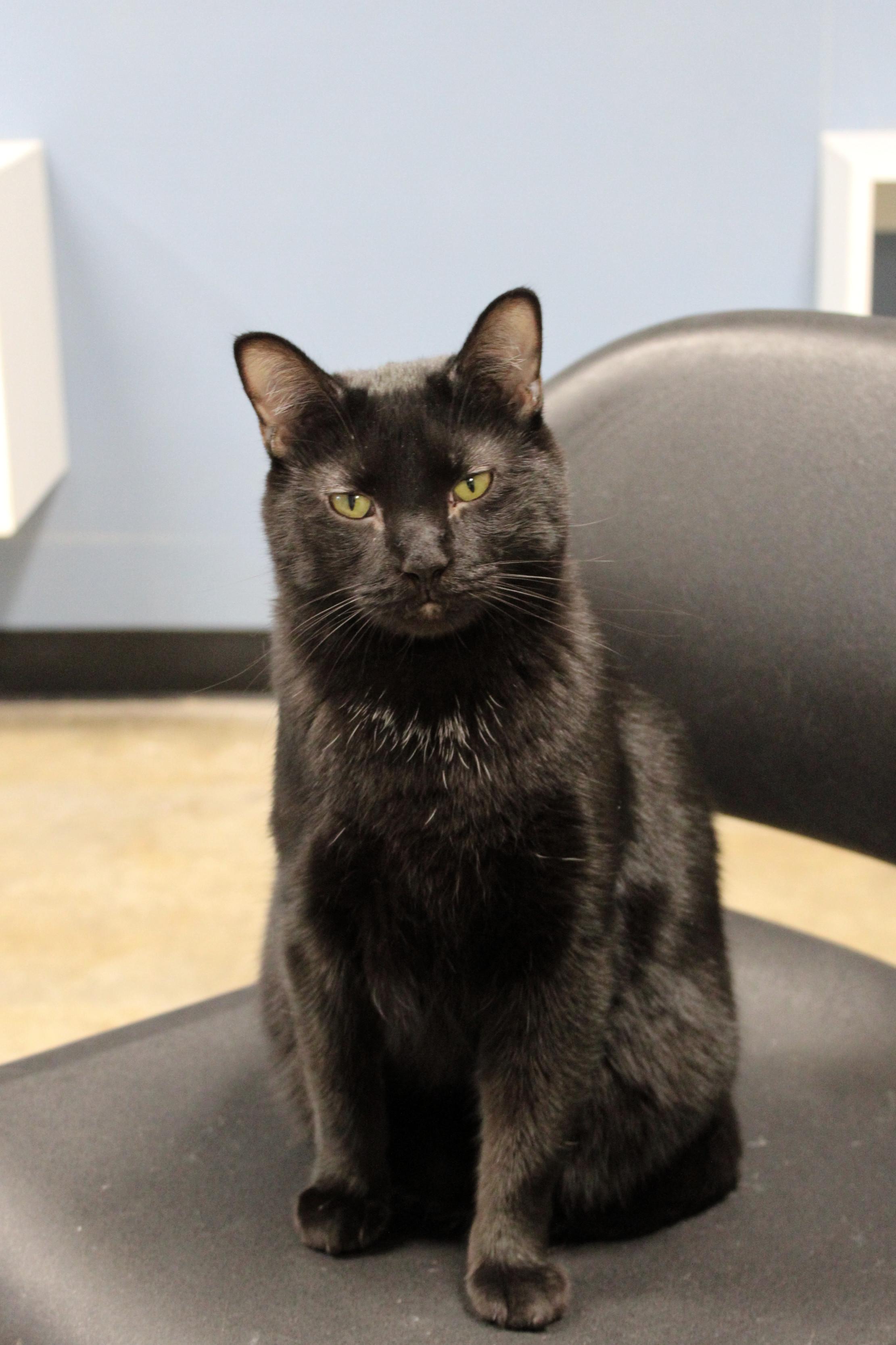 Ozzy, a Adoptable Domestic Short Hair in Urbana, OH image 3/6