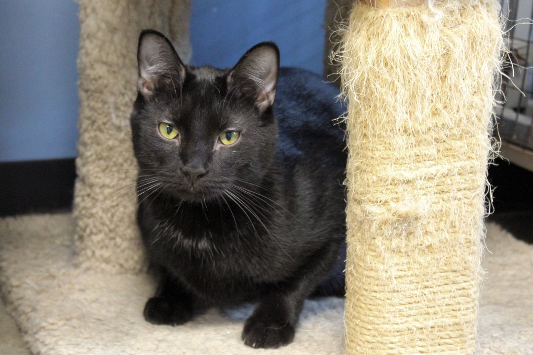 Ozzy, a Adoptable Domestic Short Hair in Urbana, OH image 5/6