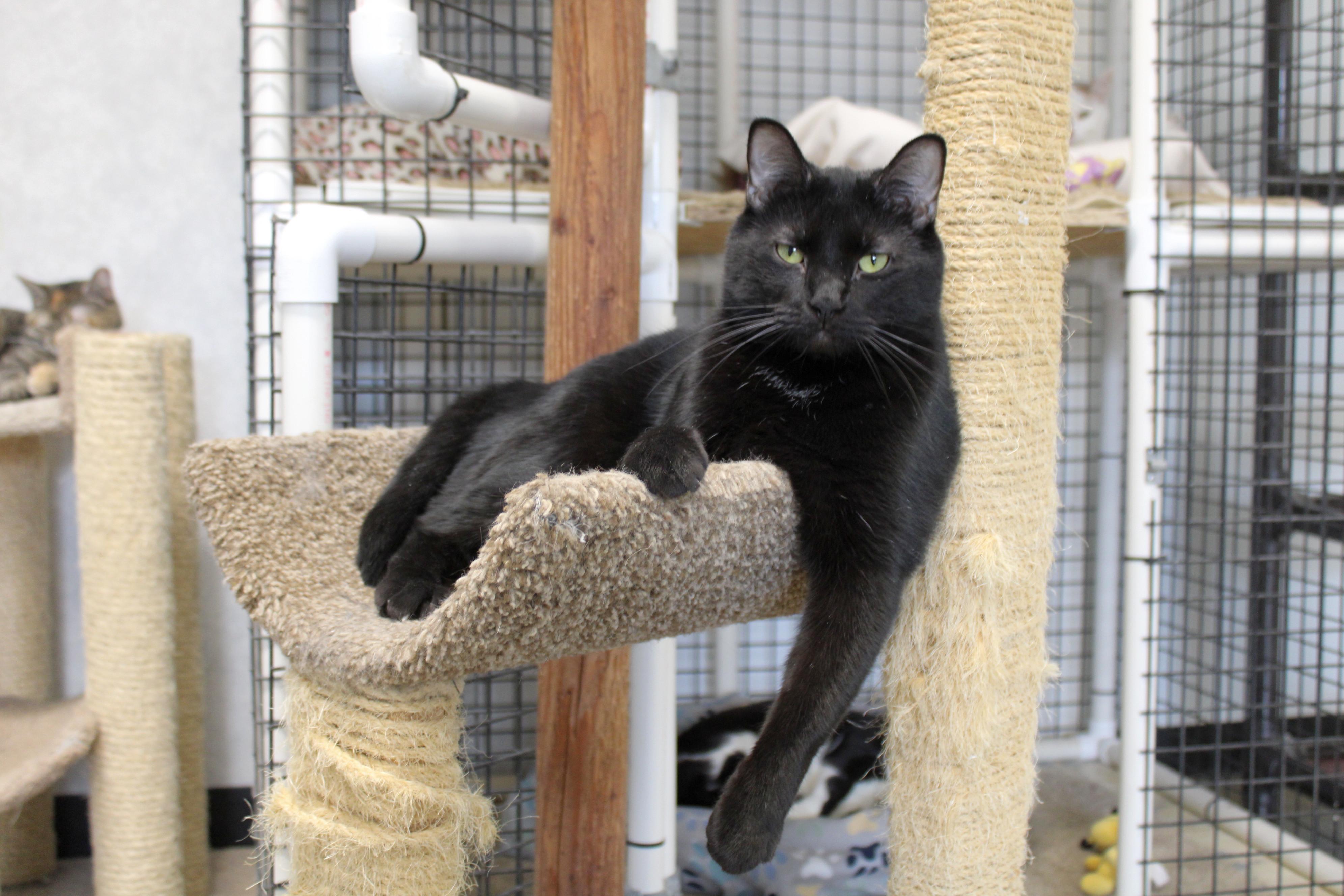 Ozzy, Adoptable, Adult Male Domestic Short Hair.