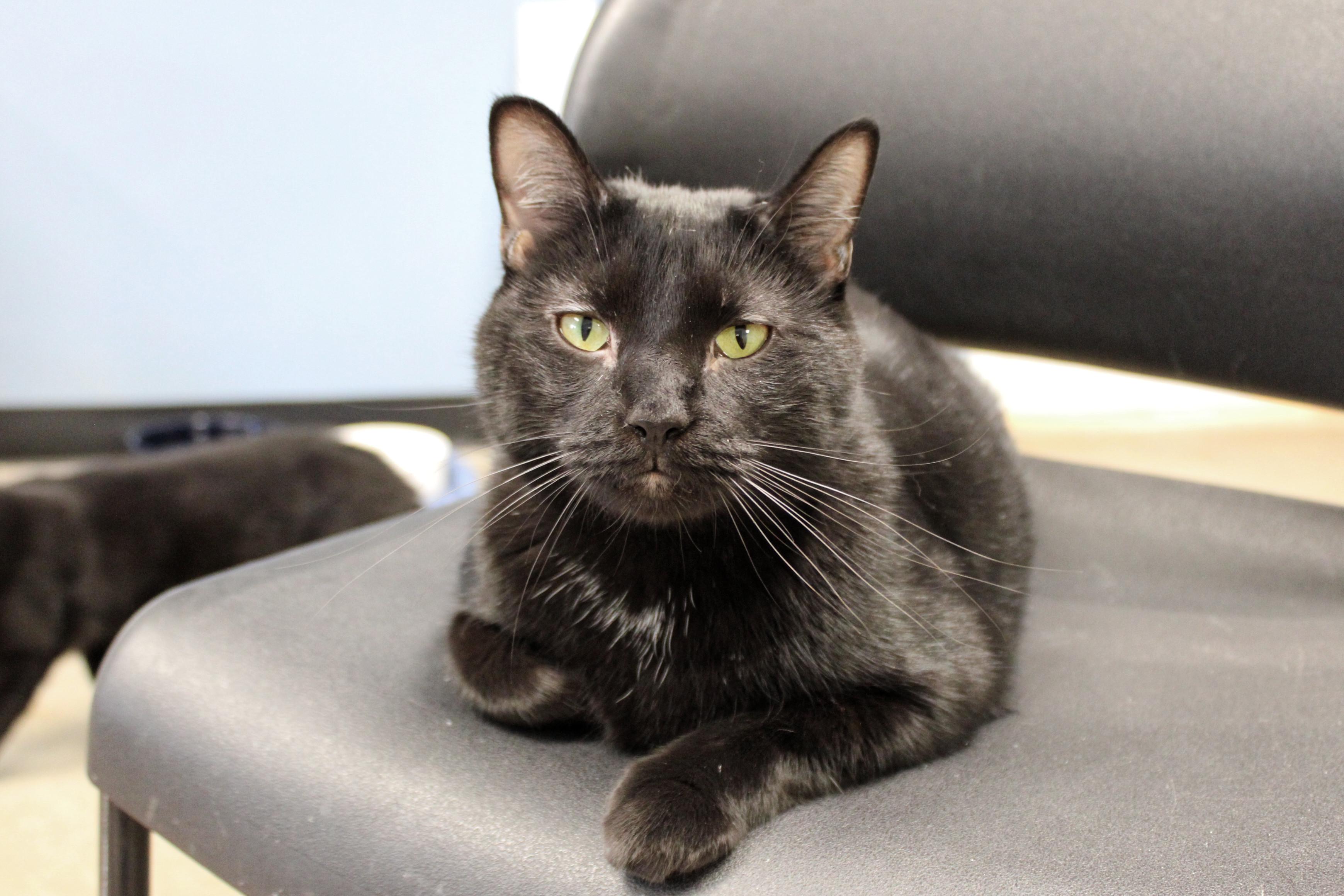 Ozzy, a Adoptable Domestic Short Hair in Urbana, OH image 2/6