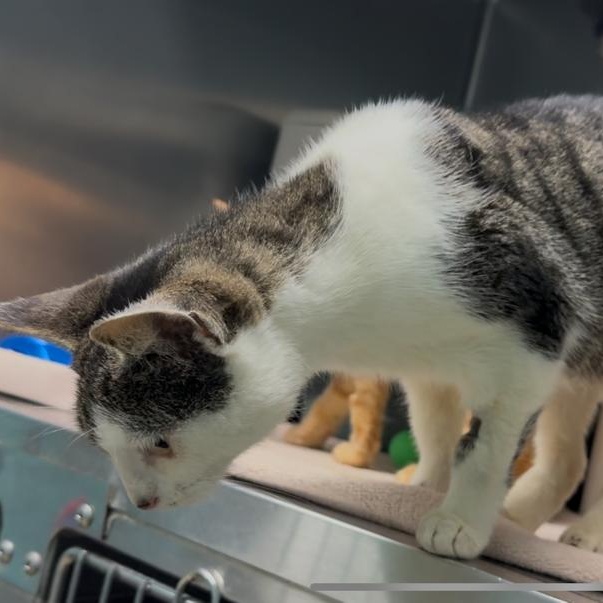 Elanore, Adoptable, Adult Female Domestic Short Hair.