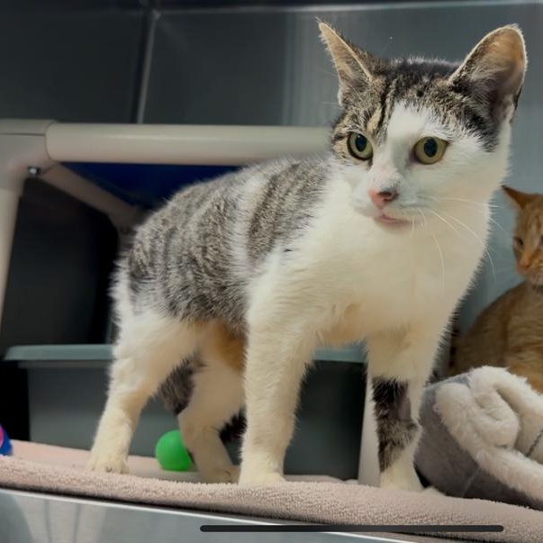 Enlarge Elanore, a other Domestic Short Hair in Marion, NC image 2/3