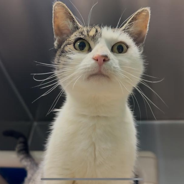 Enlarge Elanore, a other Domestic Short Hair in Marion, NC image 3/3