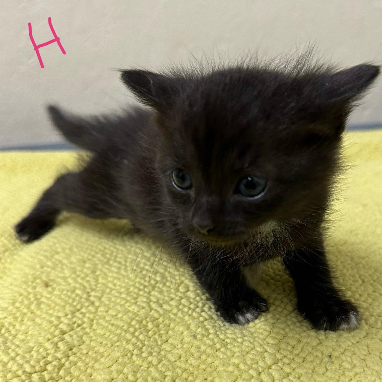 Enlarge Heart, an adopted Domestic Short Hair in Trenton, MO image 2/3