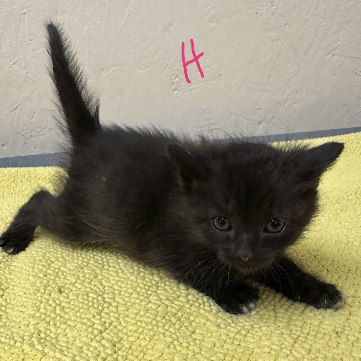 Enlarge Heart, an adopted Domestic Short Hair in Trenton, MO image 3/3