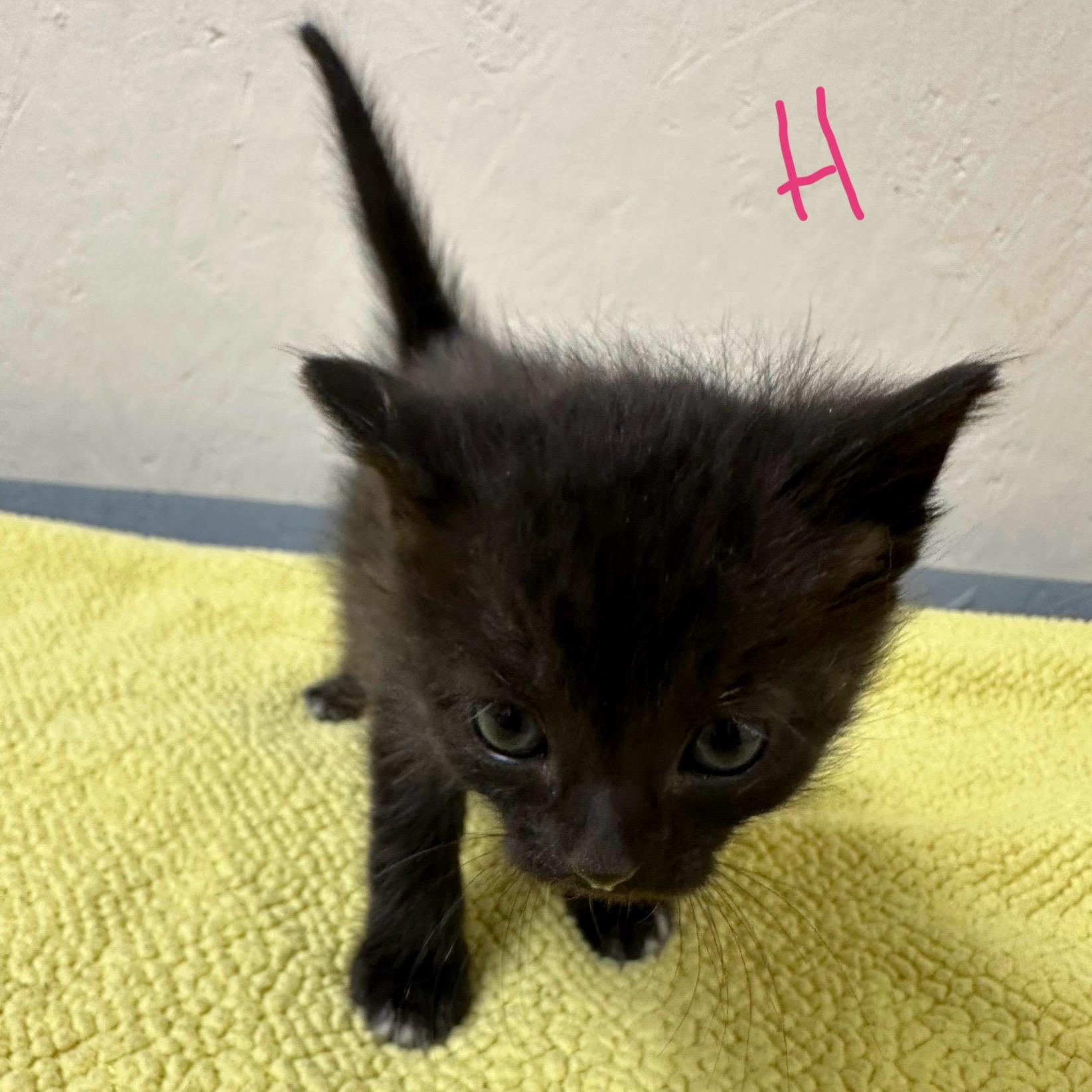 Heart, adopted, Kitten Female Domestic Short Hair.