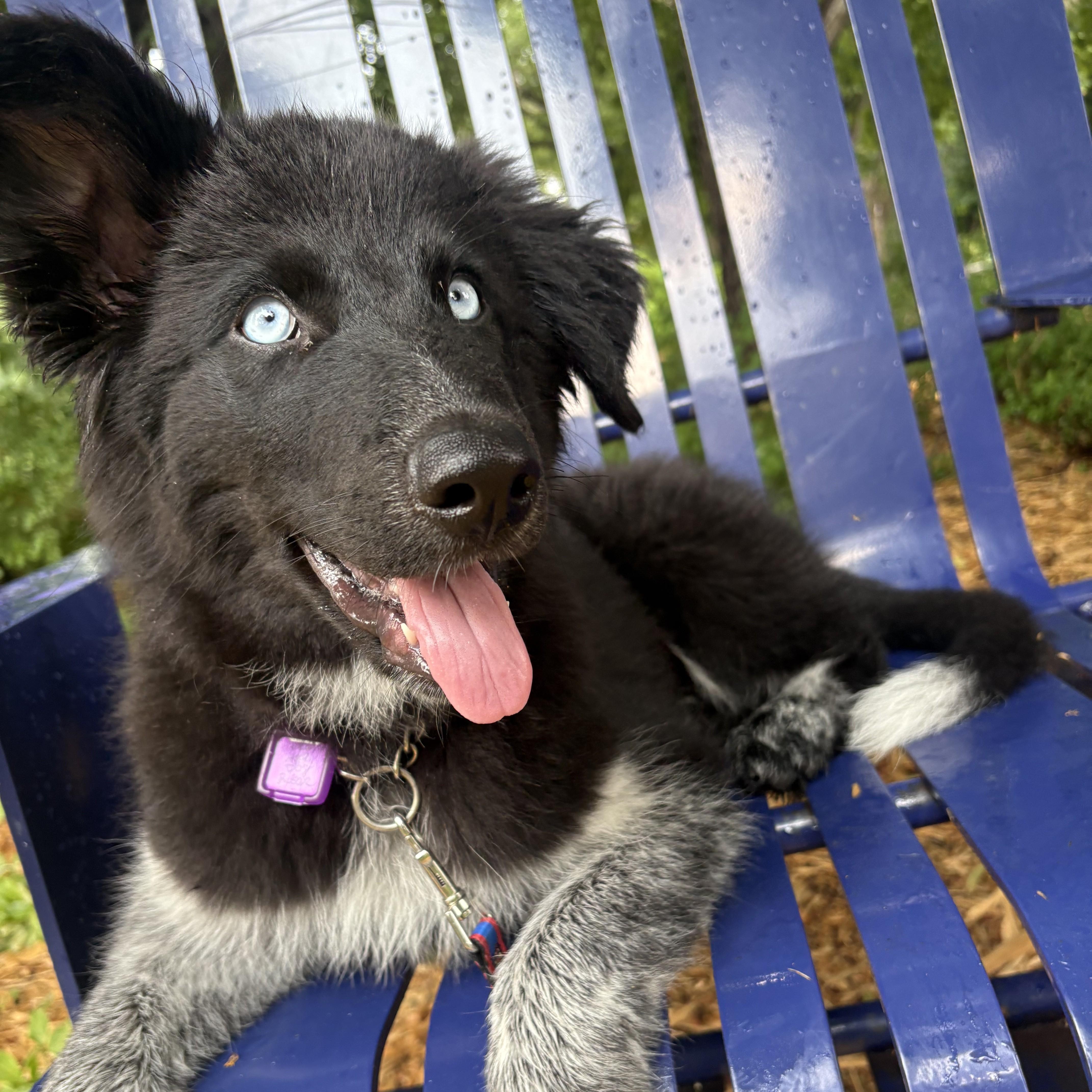 Enlarge OJ, a ADOPTABLE Mixed Breed in Saskatoon, SK image 6/6