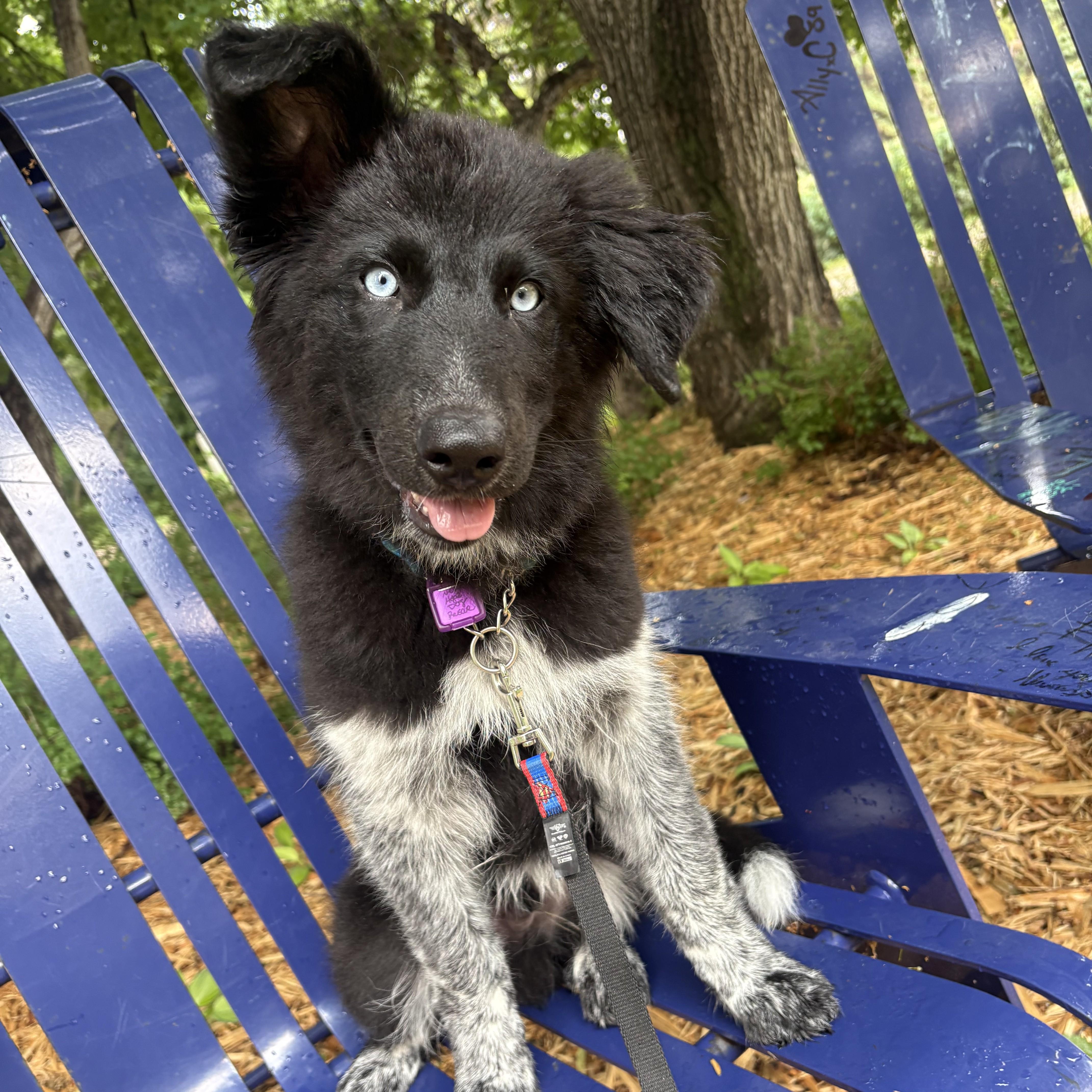 OJ, ADOPTABLE, Young Male Mixed Breed.