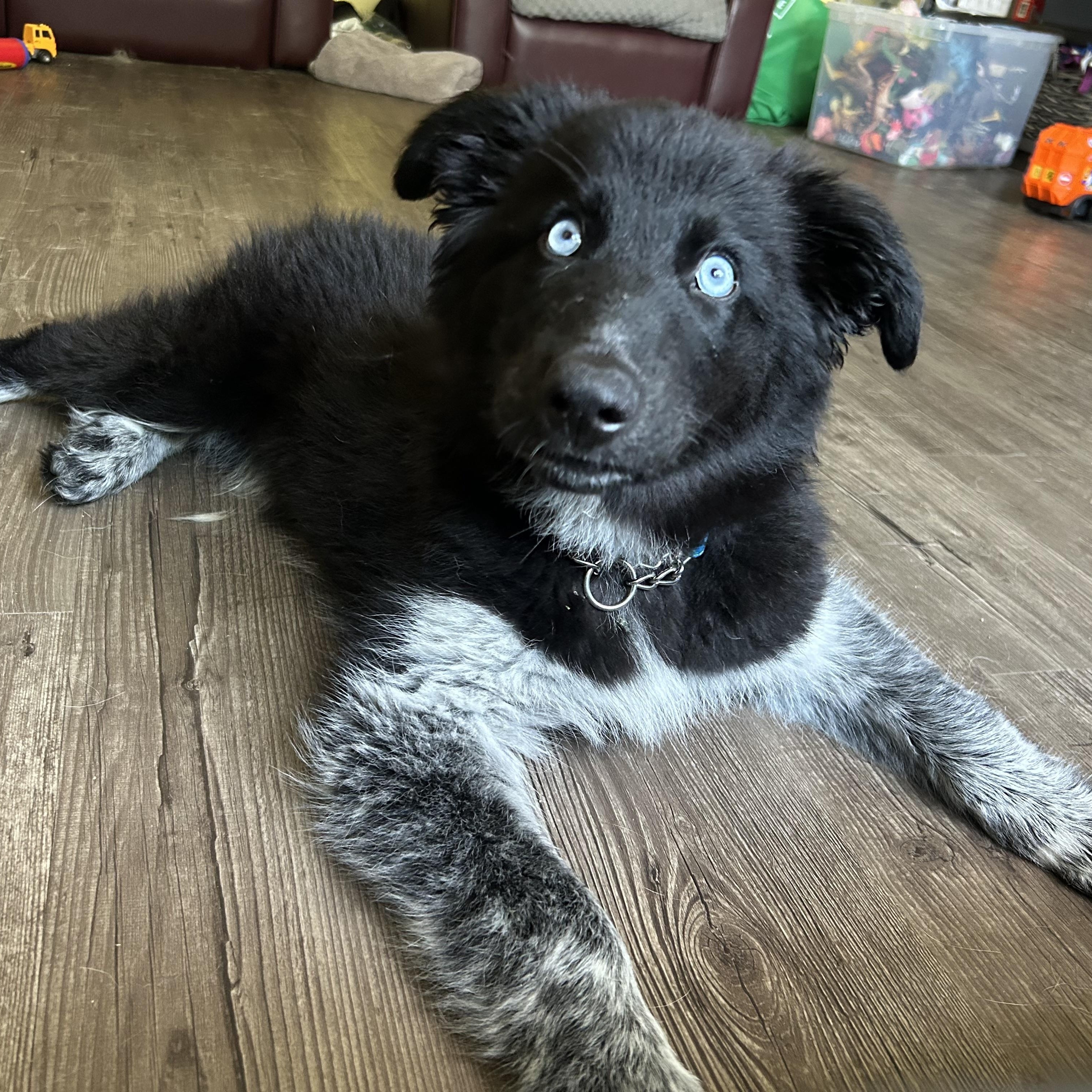 Enlarge OJ, a ADOPTABLE Mixed Breed in Saskatoon, SK image 4/6