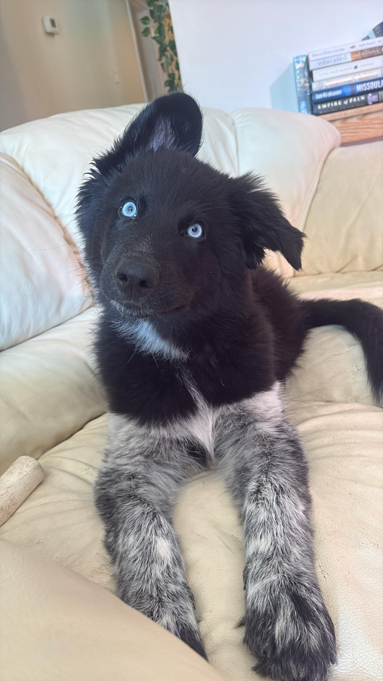 Enlarge OJ, a ADOPTABLE Mixed Breed in Saskatoon, SK image 2/6