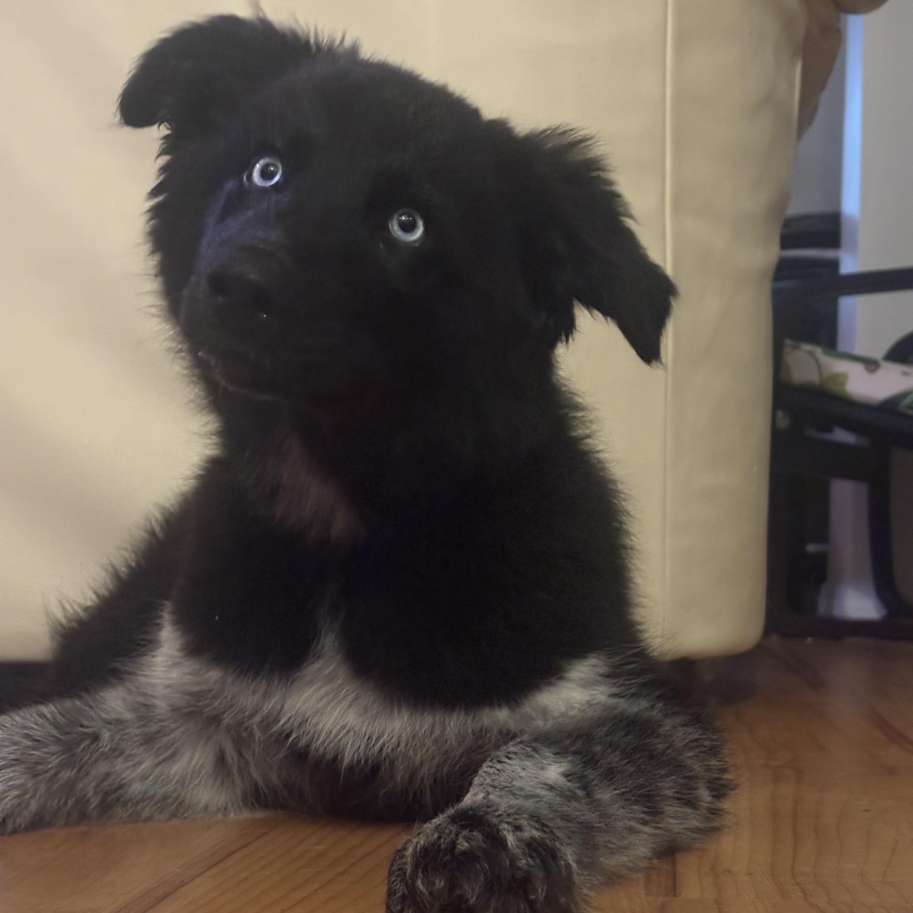 Enlarge OJ, a ADOPTABLE Mixed Breed in Saskatoon, SK image 3/6