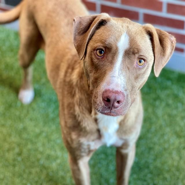 REESE, Adoptable, Adult Male Mixed Breed.