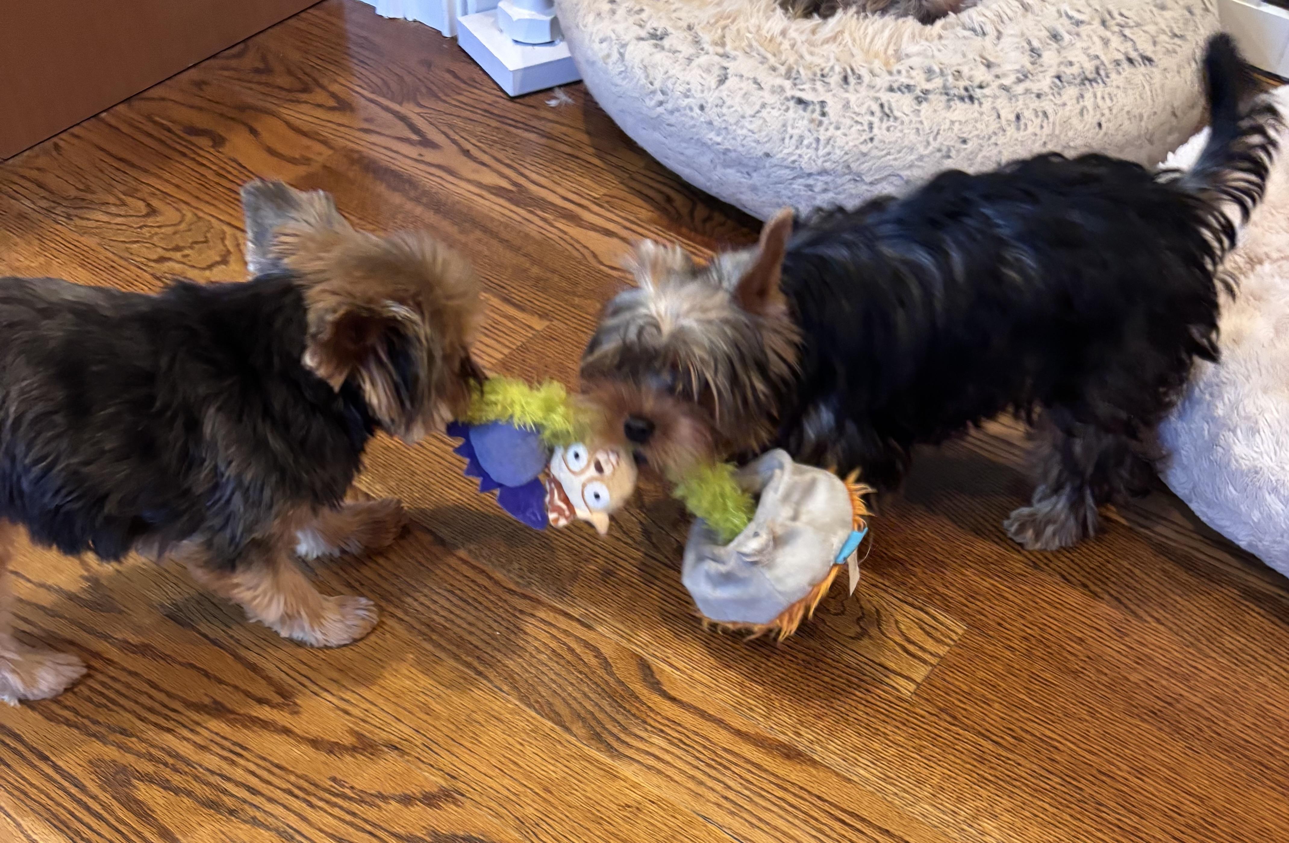 Theodore Roosevelt, a ADOPTABLE Yorkshire Terrier in Taunton, MA image 5/5