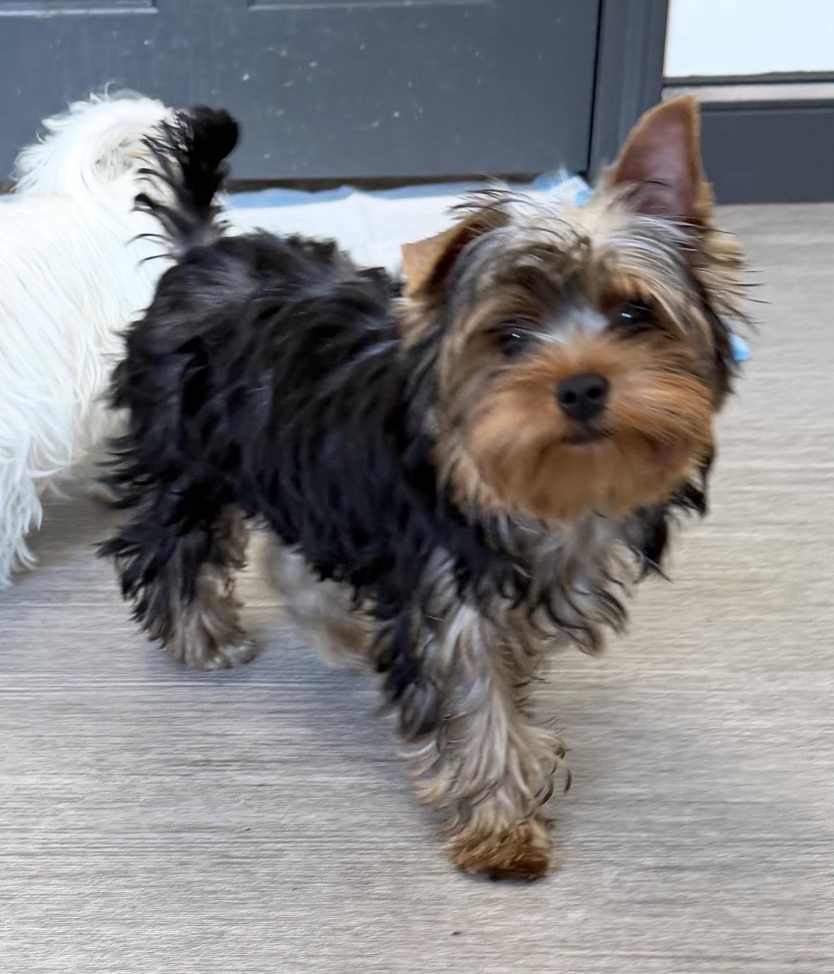 Theodore Roosevelt, a ADOPTABLE Yorkshire Terrier in Taunton, MA image 2/5