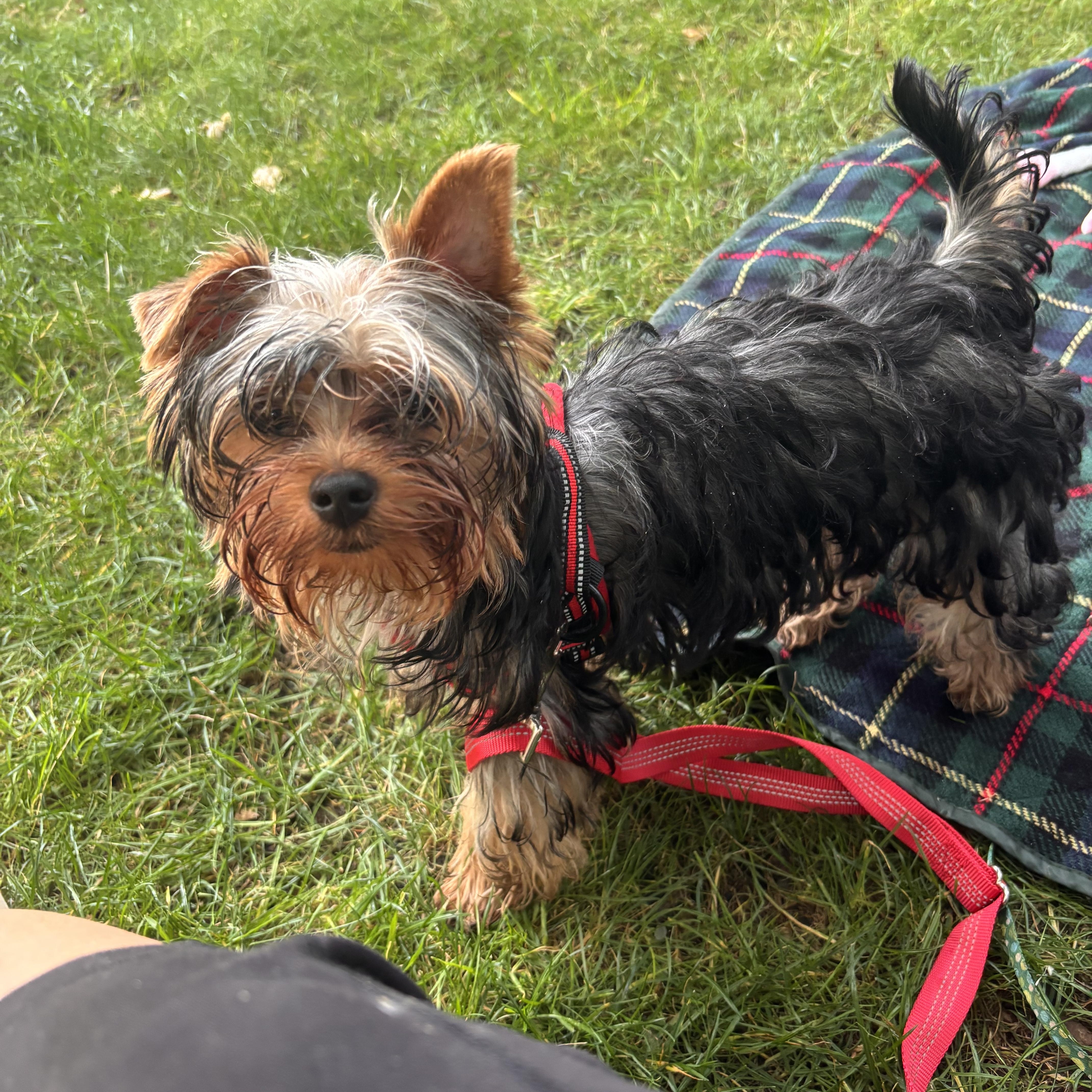 Theodore Roosevelt, a ADOPTABLE Yorkshire Terrier in Taunton, MA image 5/5