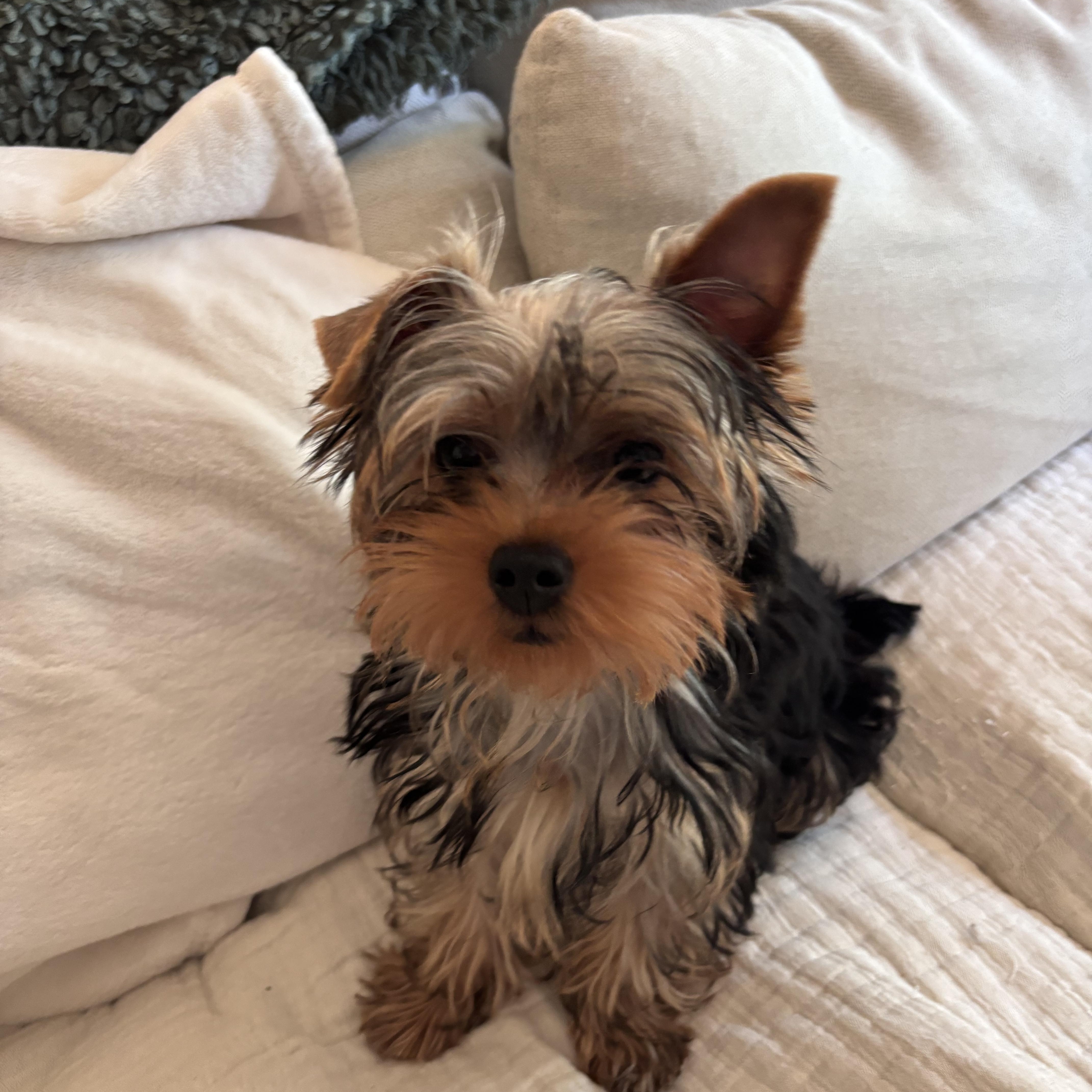 Theodore Roosevelt, a ADOPTABLE Yorkshire Terrier in Taunton, MA image 3/5
