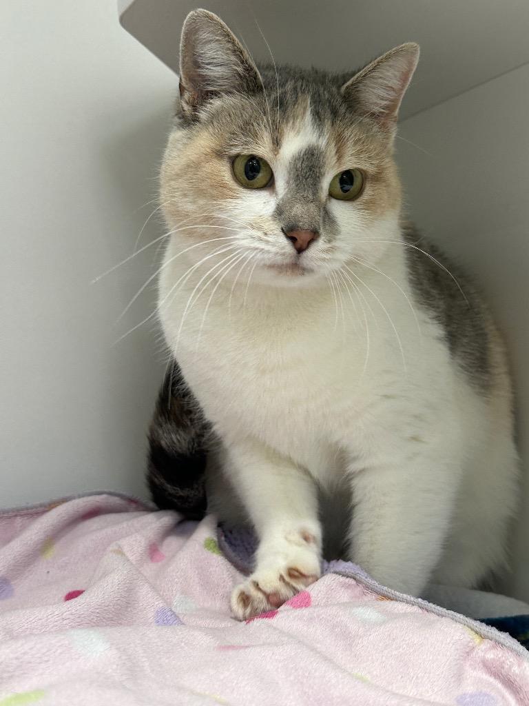 Smudge, a Adoptable mixed breed in La Porte, IN image 1/2