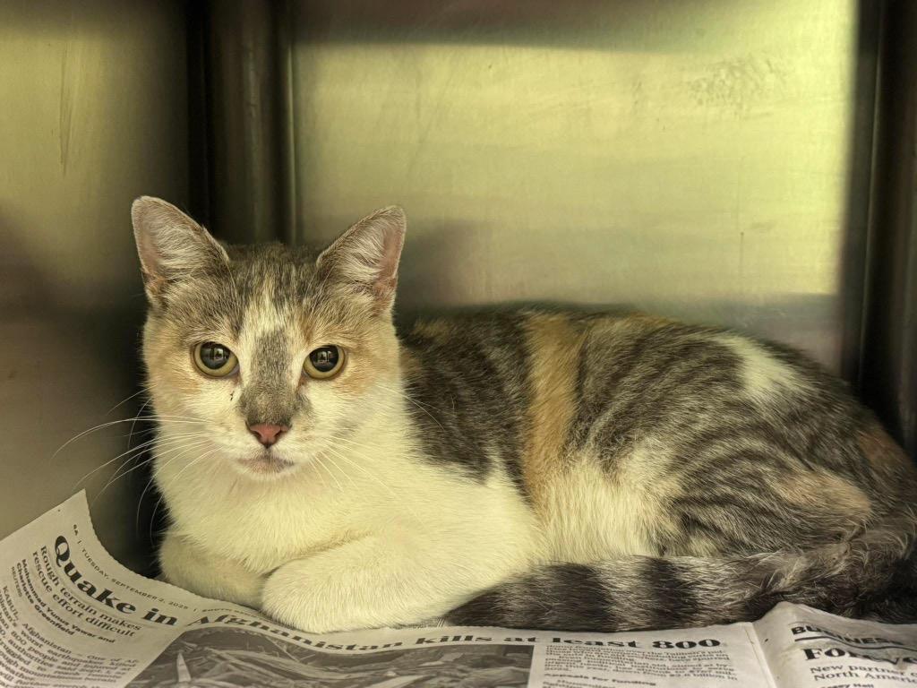 Smudge, a Adoptable mixed breed in La Porte, IN image 2/2