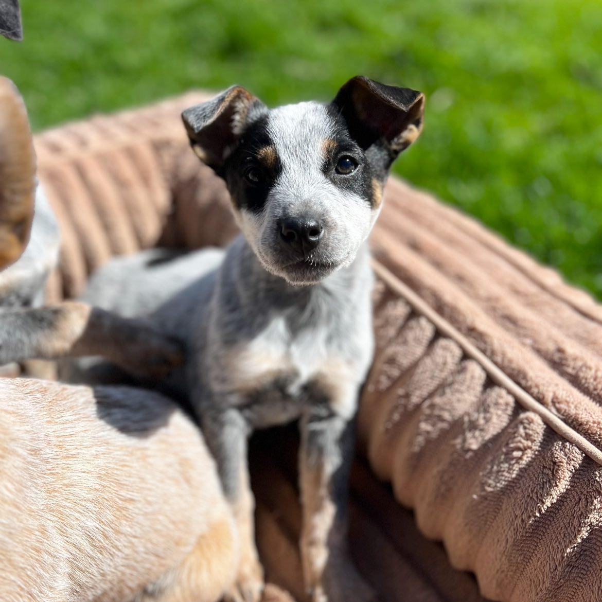 Enlarge Bluey, an adopted Australian Cattle Dog / Blue Heeler in Sherman, IL image 1/2