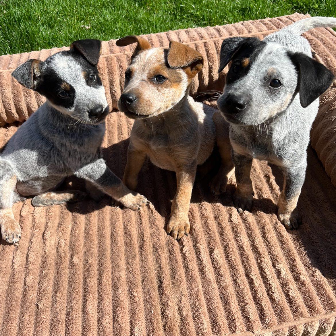 Enlarge Bluey, an adopted Australian Cattle Dog / Blue Heeler in Sherman, IL image 2/2