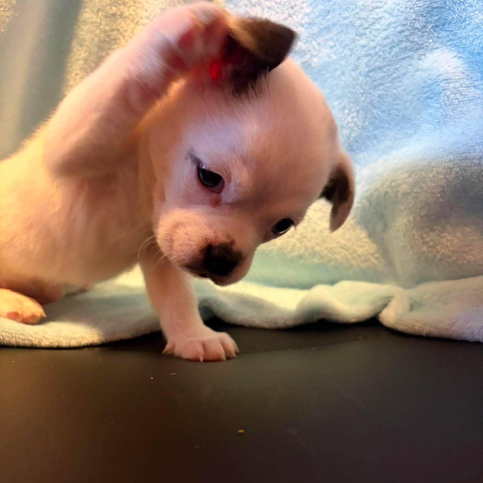Muggles, an adopted mixed breed in Branchport, NY image 2/6